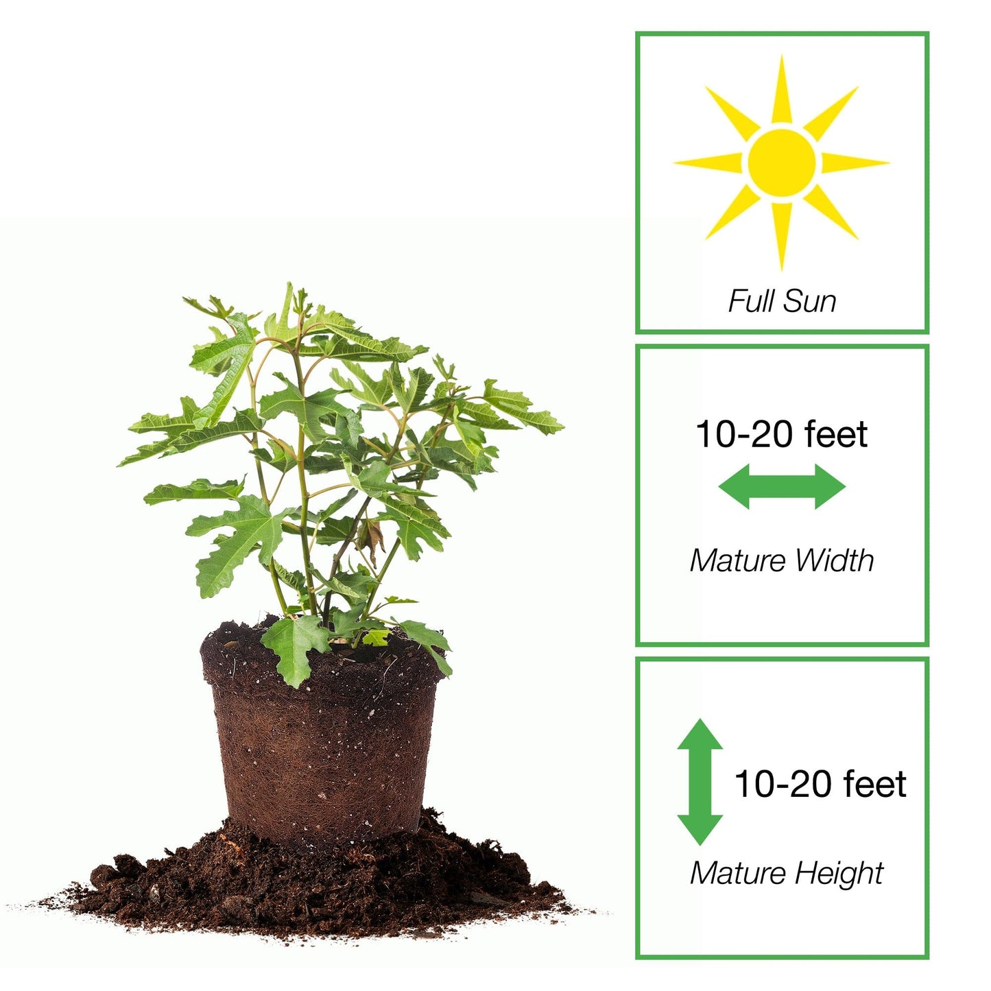 Perfect Plants Beer's Black Fig Tree in 1 Gallon Grower's Pot | Live Fruit Bearing Ficus for Indoor, Patio, & Outdoor Growing | Organic Edible Figs | Hardy Dwarf Tree | Fresh or Dried Fruit