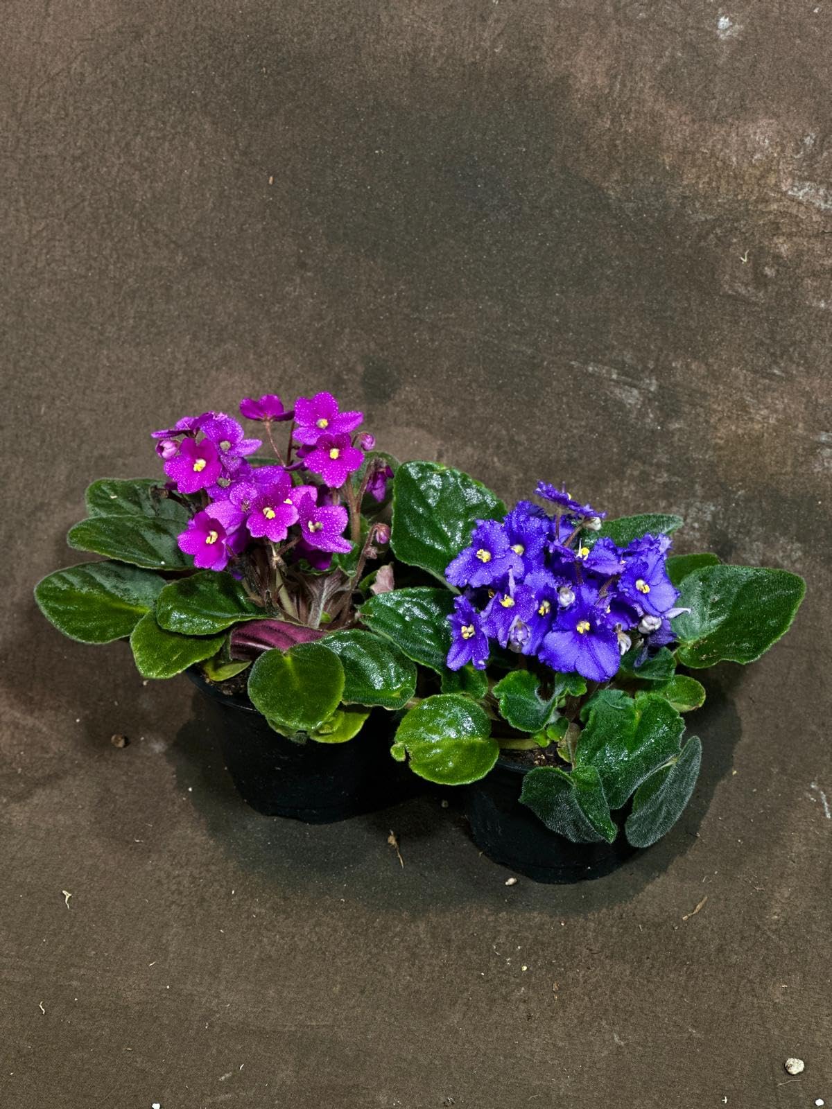 PLANTVERS African Violet in a 4" Grow Pot – Indoor Flowering Plant – Stunning White, Pink, and Violet Blooms – Set of 2 Colors