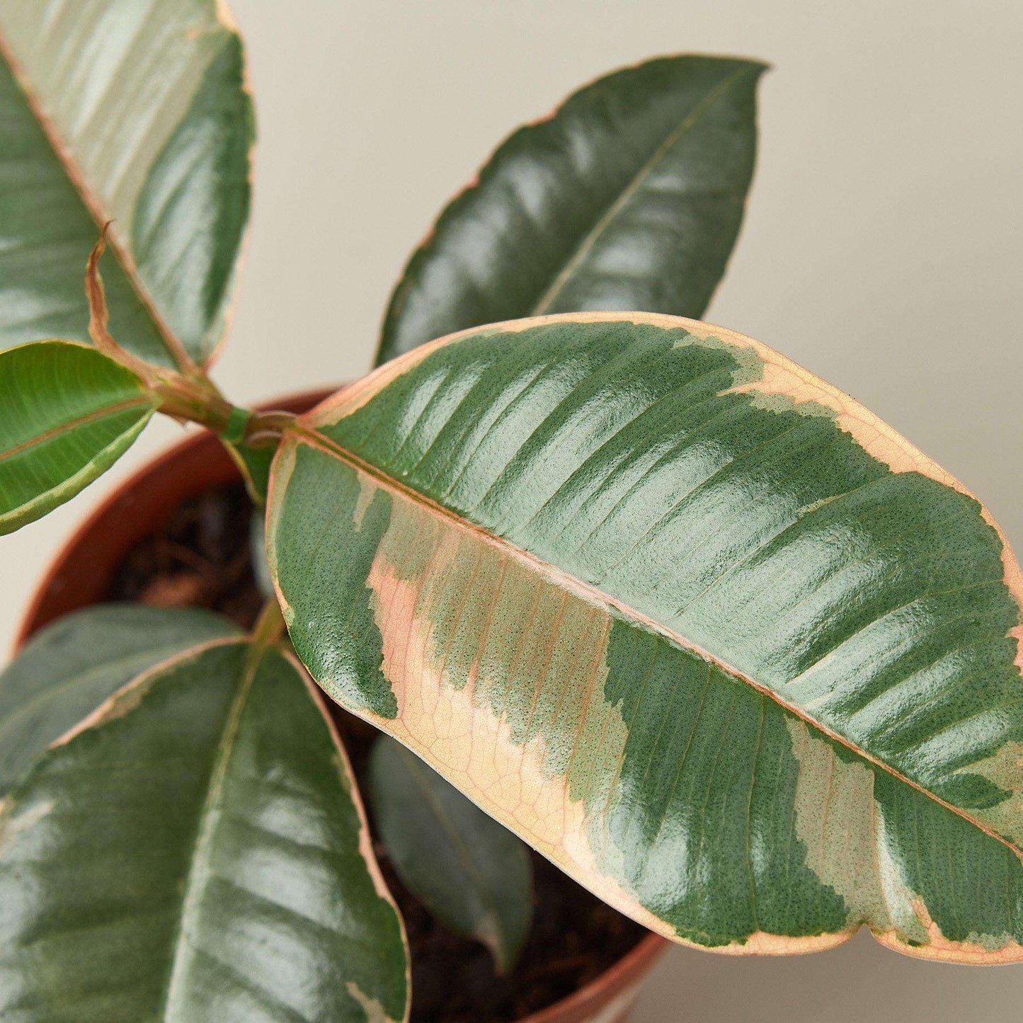Ficus Elastica 'Ruby Pink' Live Plant for Indoor | Different Houseplants in 4'' & 6'' Pot | Real House Plant for Living Room, Office, Desk & Bathroom | Variegated Rubber Tree