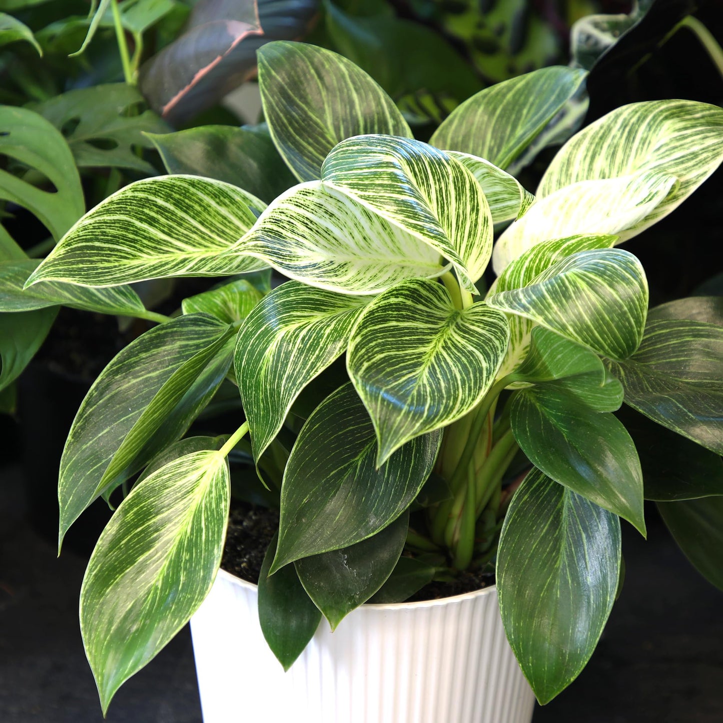Variegated Philodendron Birkin Houseplant, Powerful Air Purifying Plant, Easy to Grow, Upright Philodendrons, Popular Live Indoor Plants, 6 in. Grower Pot, Unique Houseplants for Beginners