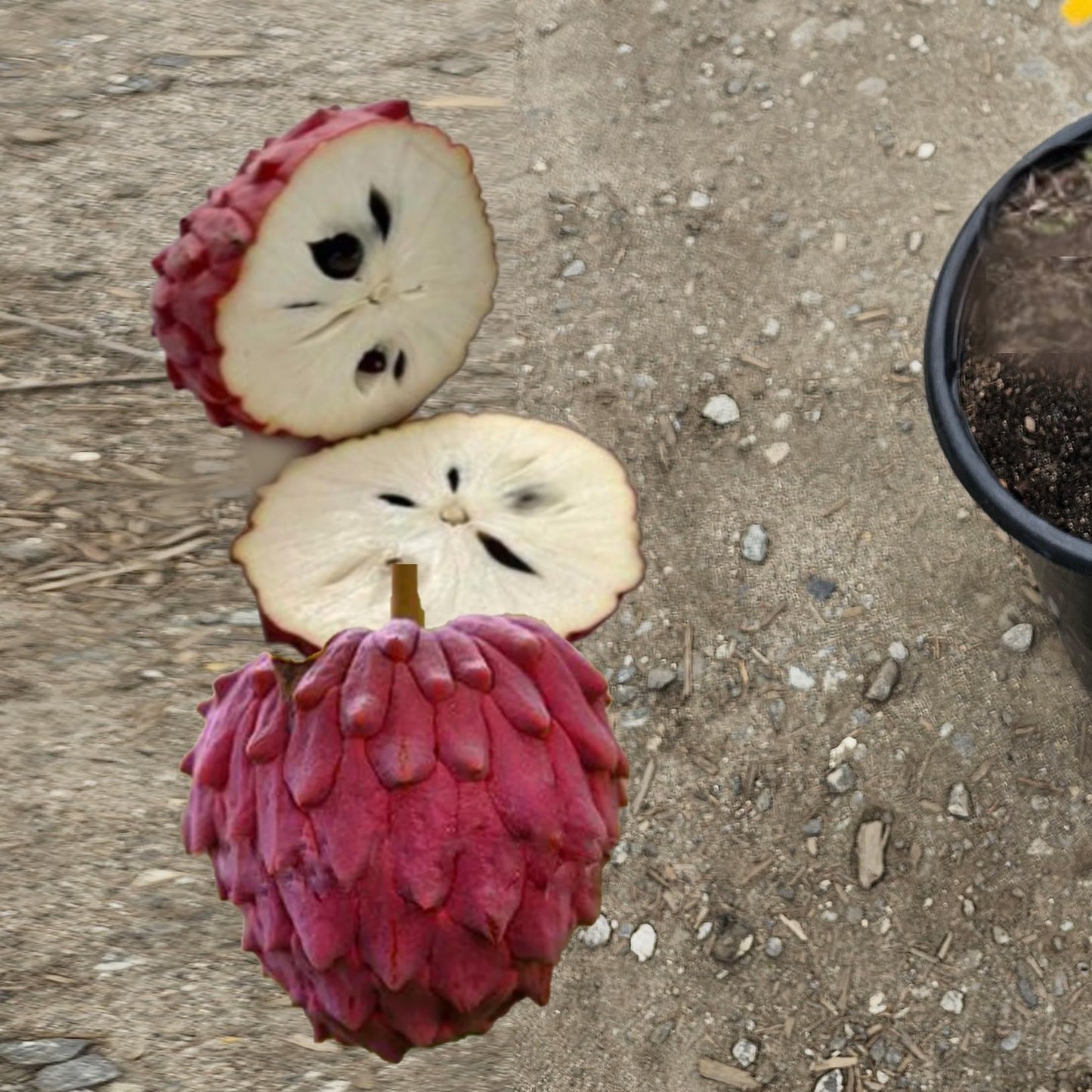 Live Grafted Atemoya Fruit Tree, Mature Tropical Plant with Red Fruits, Potted, Pre-Producing 2-3FT Tall 5 Gallon Potted