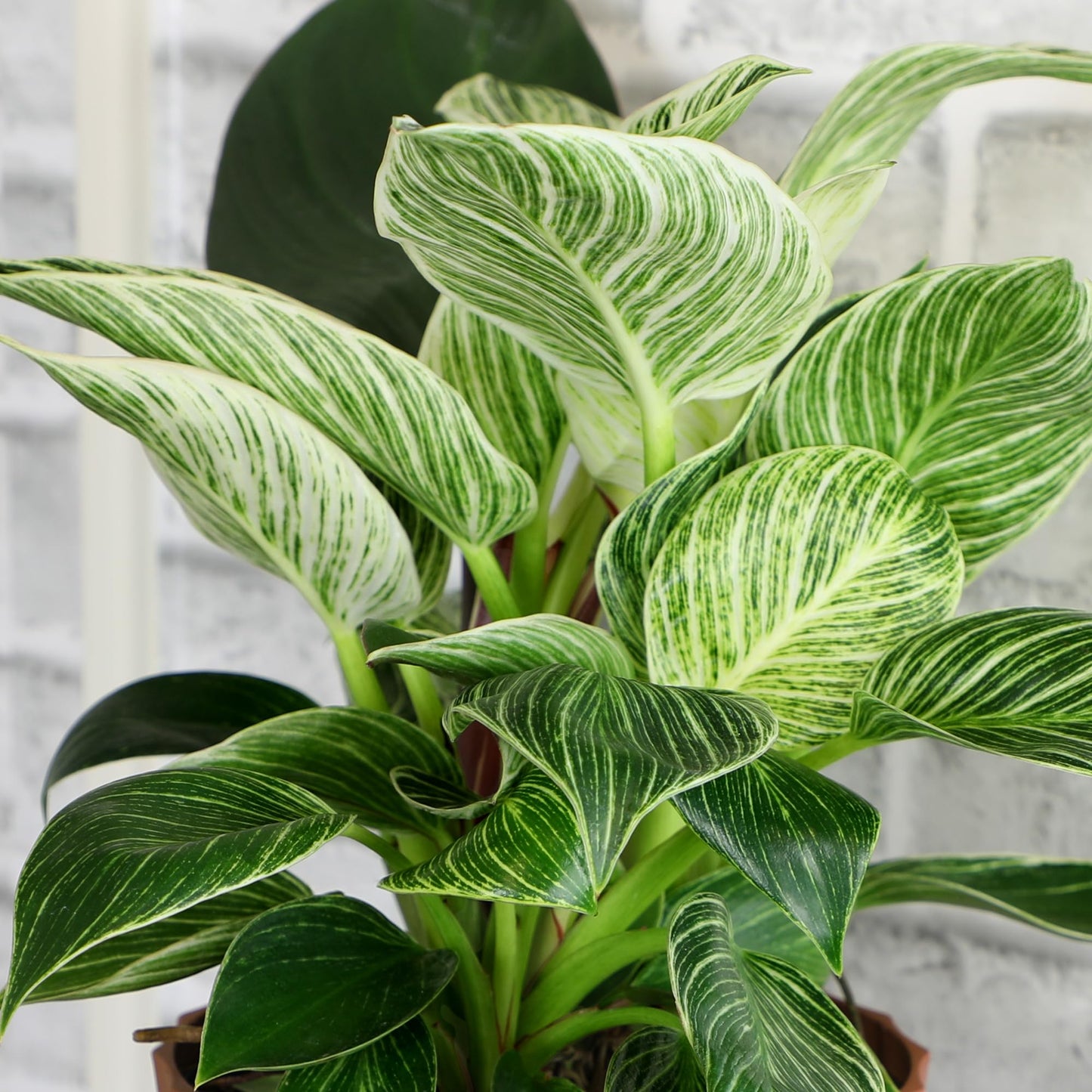 Variegated Philodendron Birkin Houseplant, Powerful Air Purifying Plant, Easy to Grow, Upright Philodendrons, Popular Live Indoor Plants, 6 in. Grower Pot, Unique Houseplants for Beginners
