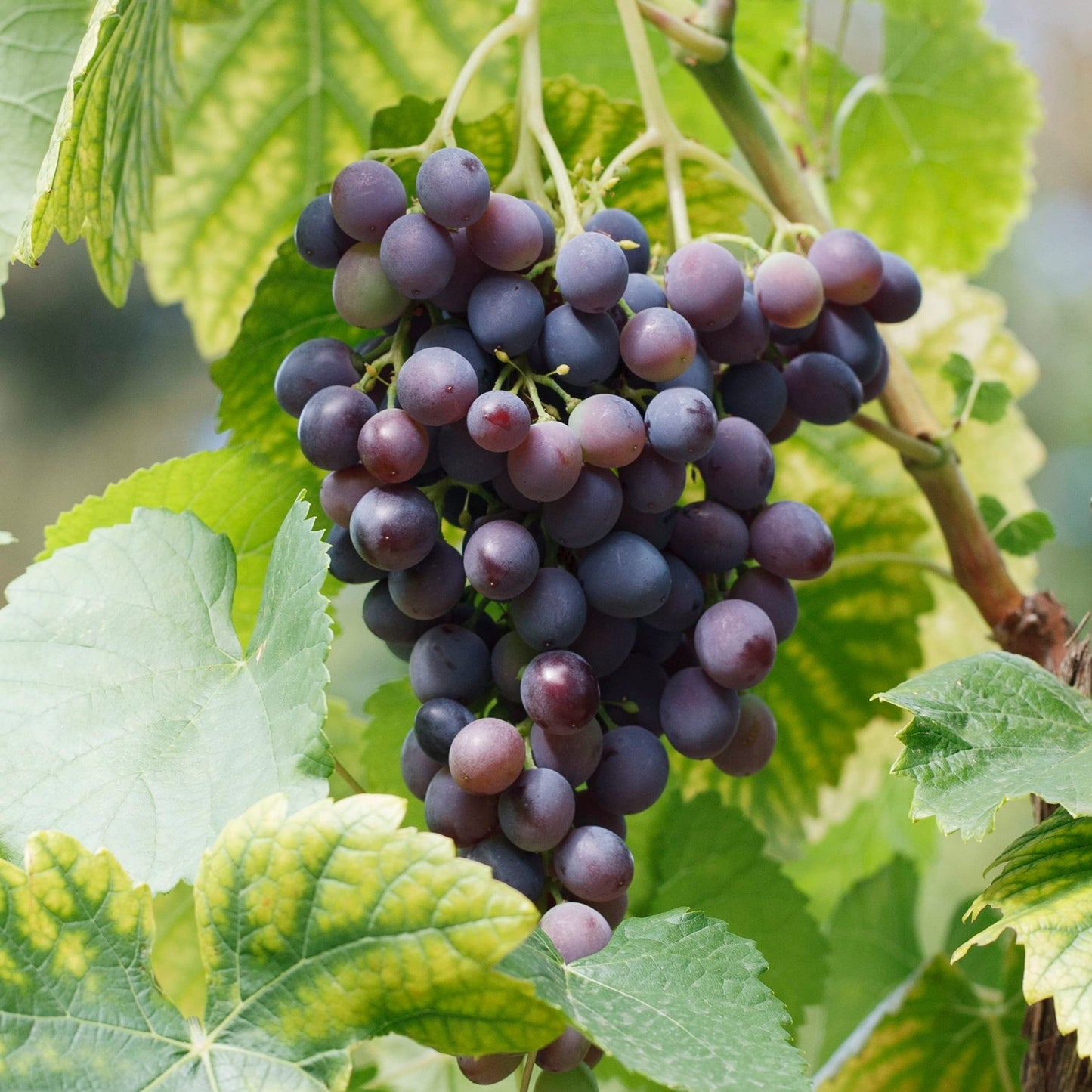 Garden State Bulb Concord Seedless Grape, Bare Root, Non-GMO, Spring Planting (Bag of 1)
