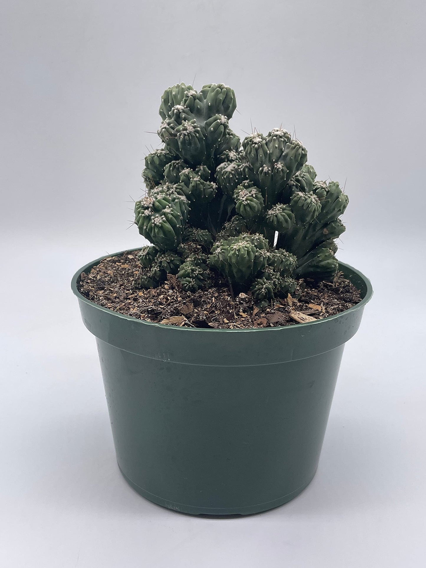 BubbleBlooms Crested Cereus Cactus in a 6 inch Pot Peruvian Apple Cactus, Repandus, uruguayanus, Hedge Cacti