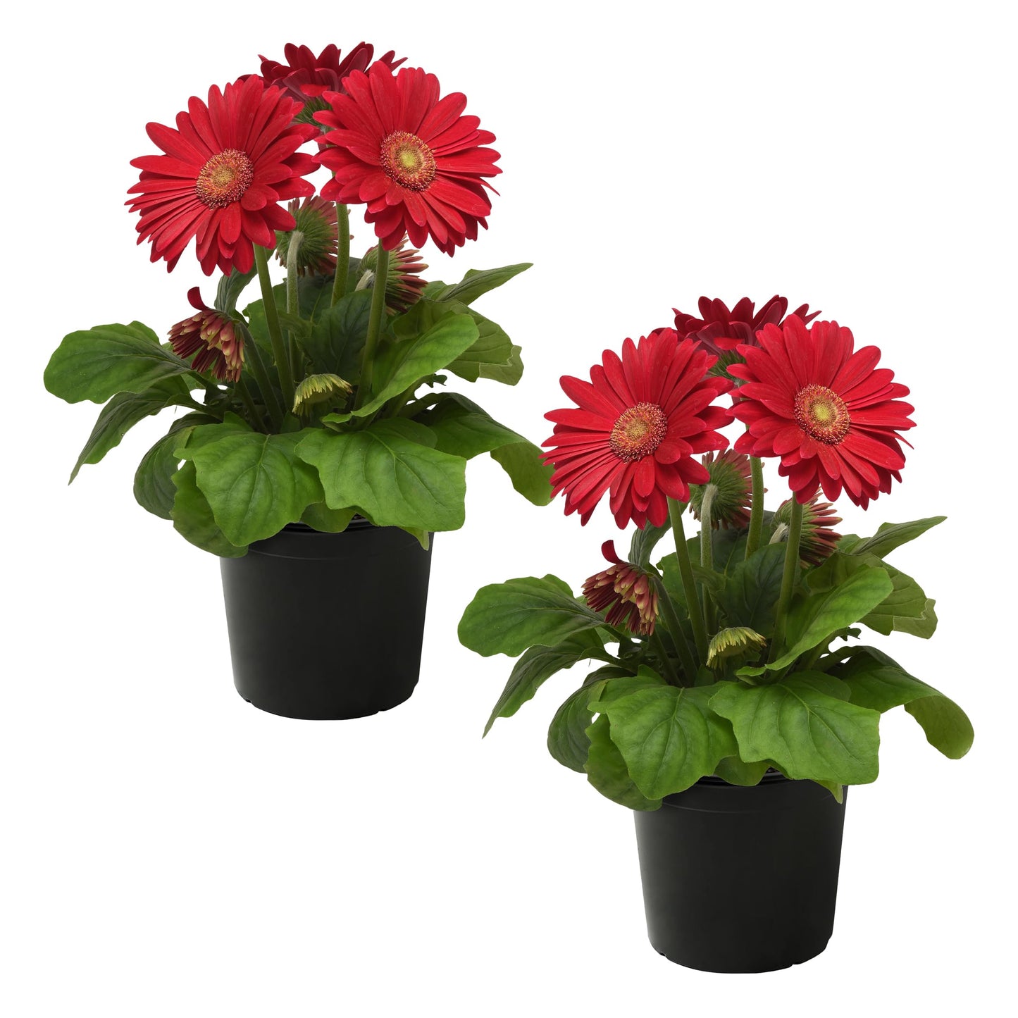 Live Flowering Gerbera Daisies - Shades of Pink (2 Plants Per Pack) - Beautiful Spring Flowers - 12" Tall by 5" Wide in 1 Qt Pot