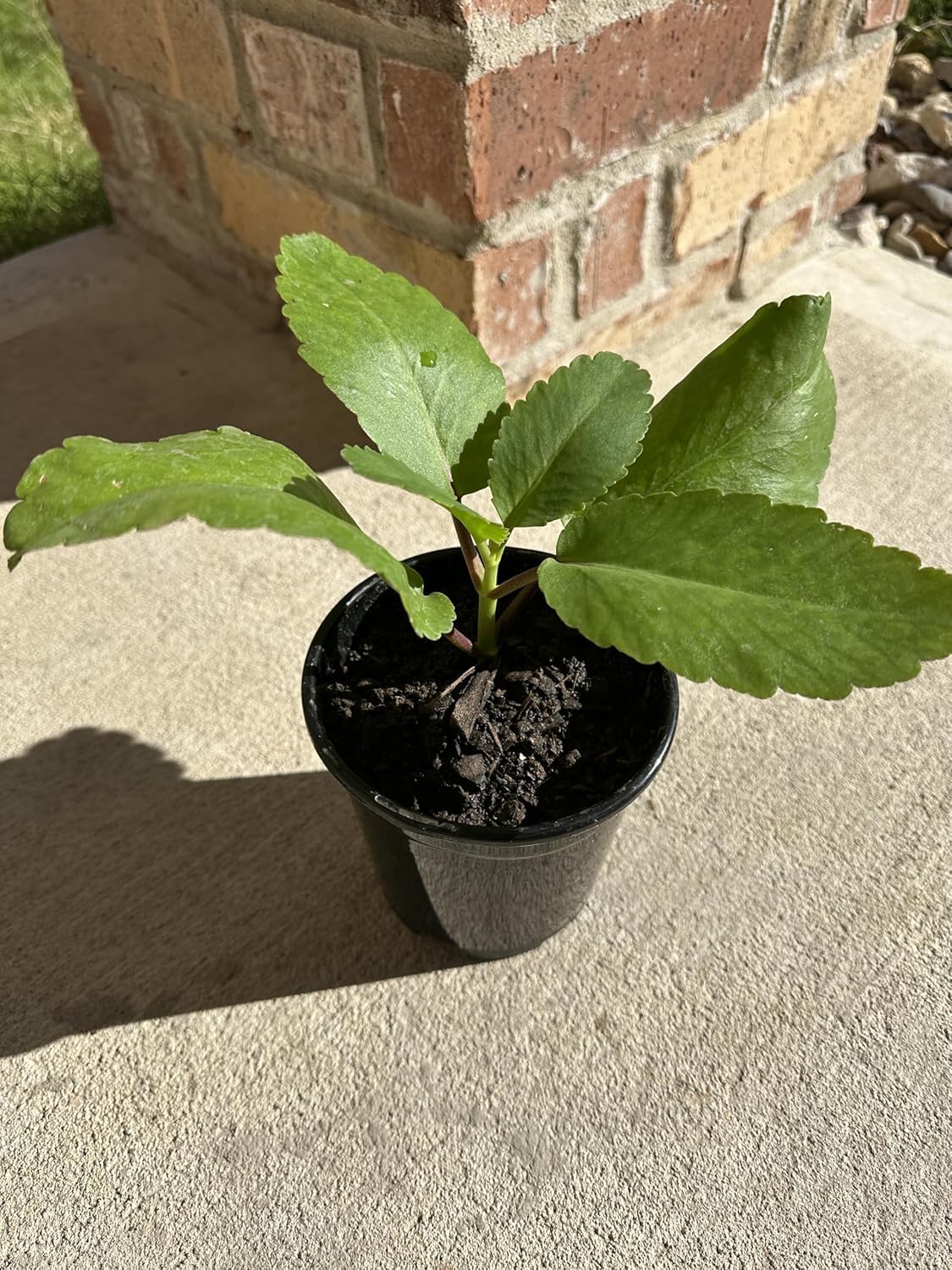 Miracle Leaf of Life (Bryophyll pinnatum)/ Kalanchoe Pinnata/Kidney Stone Live Plant