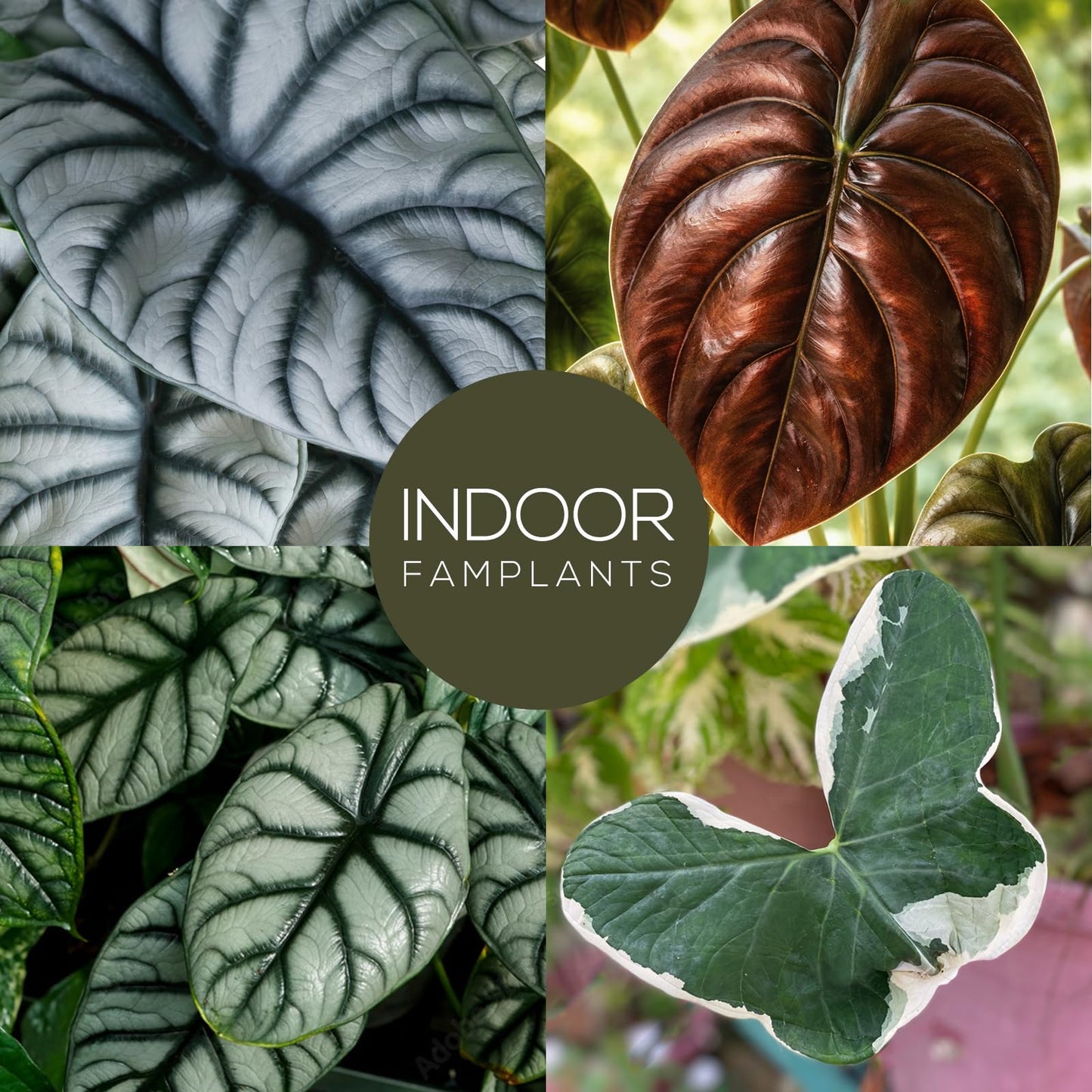 Alocasia Plant Collection (4 Pack) -Cuprea, Mickey Mouse, Silver Dragon, Dragon Scale- Rare Indoor Houseplants, Exotic Elephant Ear Plants Live, Live Starter Plants.