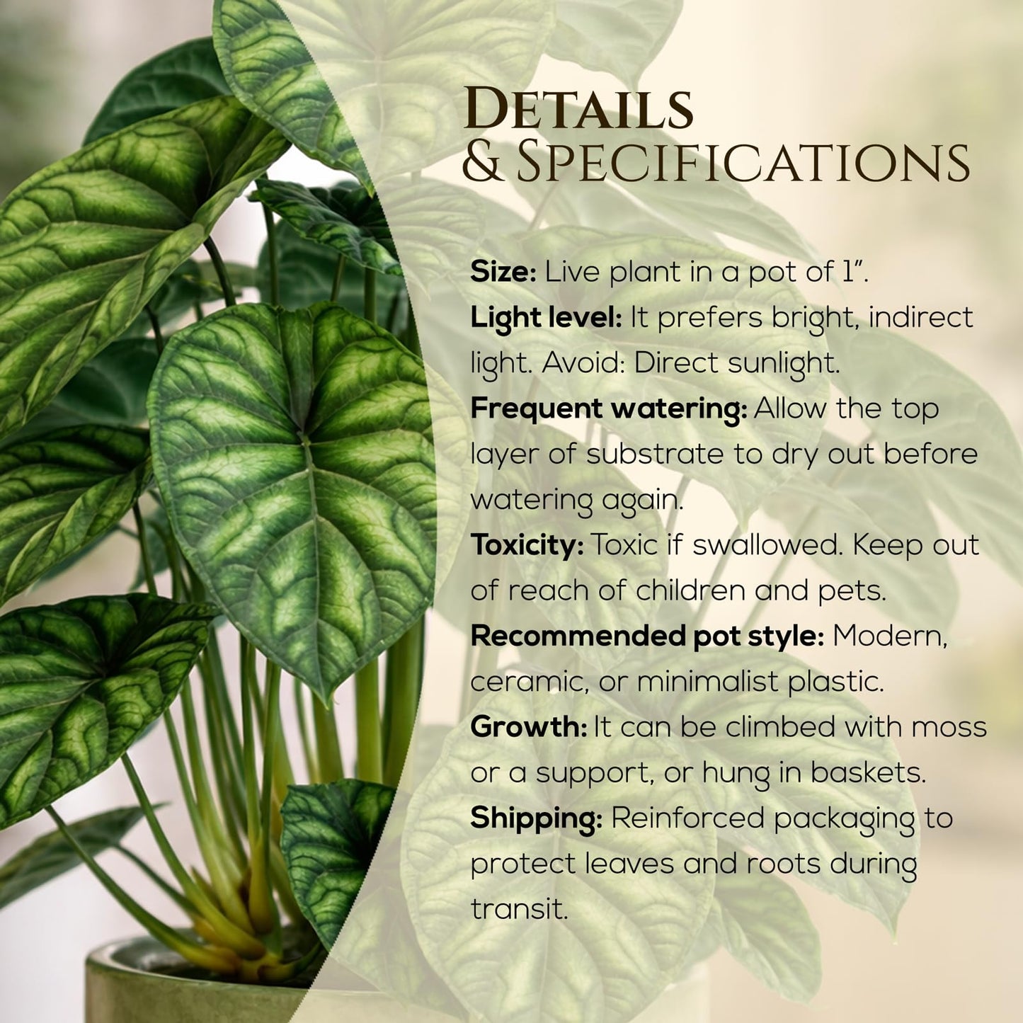 Alocasia Dragon Scale (4 Pack) Live Plant, Rare Indoor Alocasia, Elephant Ear Tropical Houseplant, Textured Foliage Plant, Starter Size Alocasia Plant,Houseplant for Home Decor and Indoor Growing