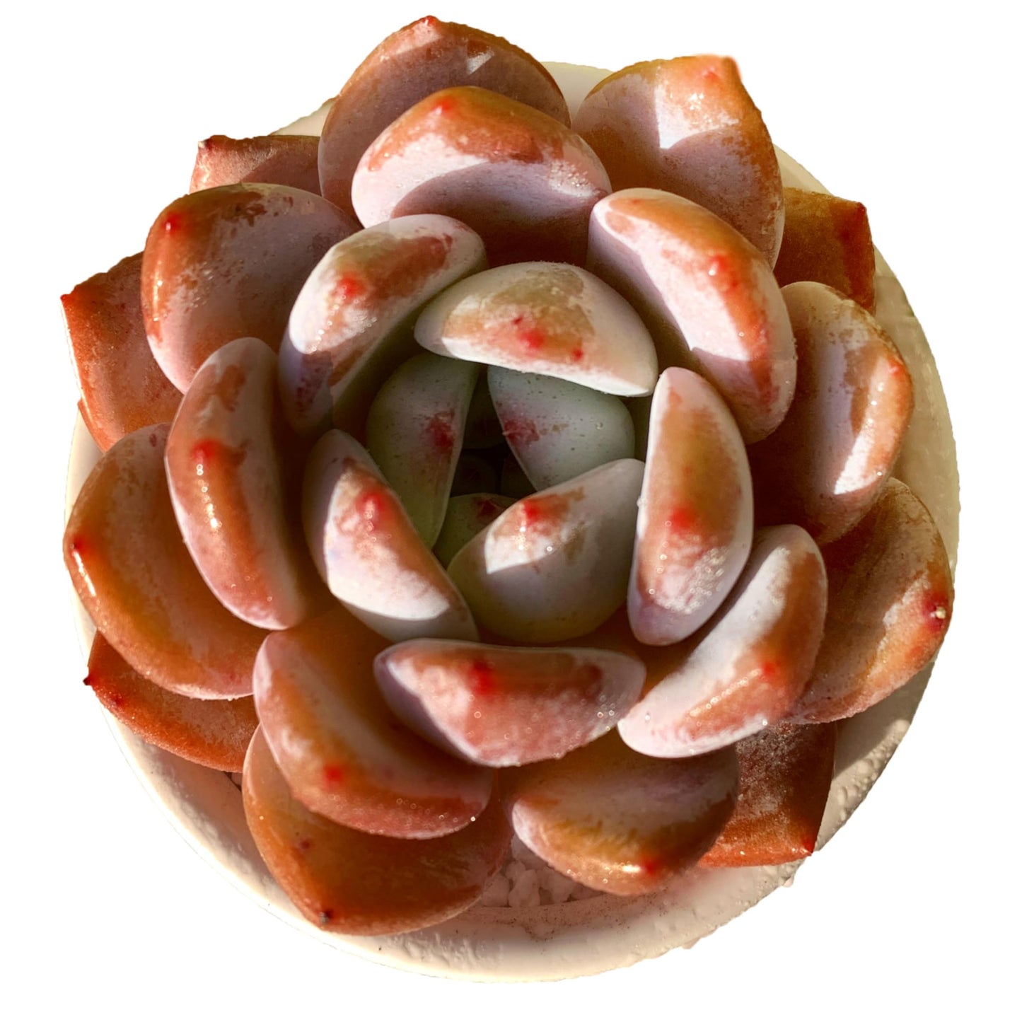 FWPP Live Succulents Plants Echeveria Sang-A 4.3 inches,Rare Succulents Bare Root Without Pot Soil, Live Plants Indoor Office Decoration Wedding and Gift