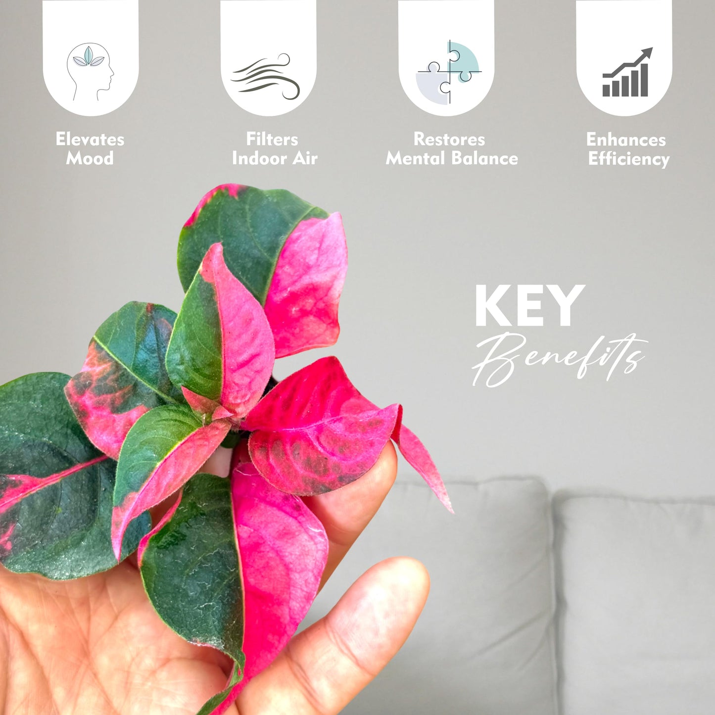 Alternanthera Party Time Live Plant in 2” Pot – Pink and Green Foliage – Foliage for Gardens & Landscapes - Easy Care Outdoor Plant - Green and Pink Shrub