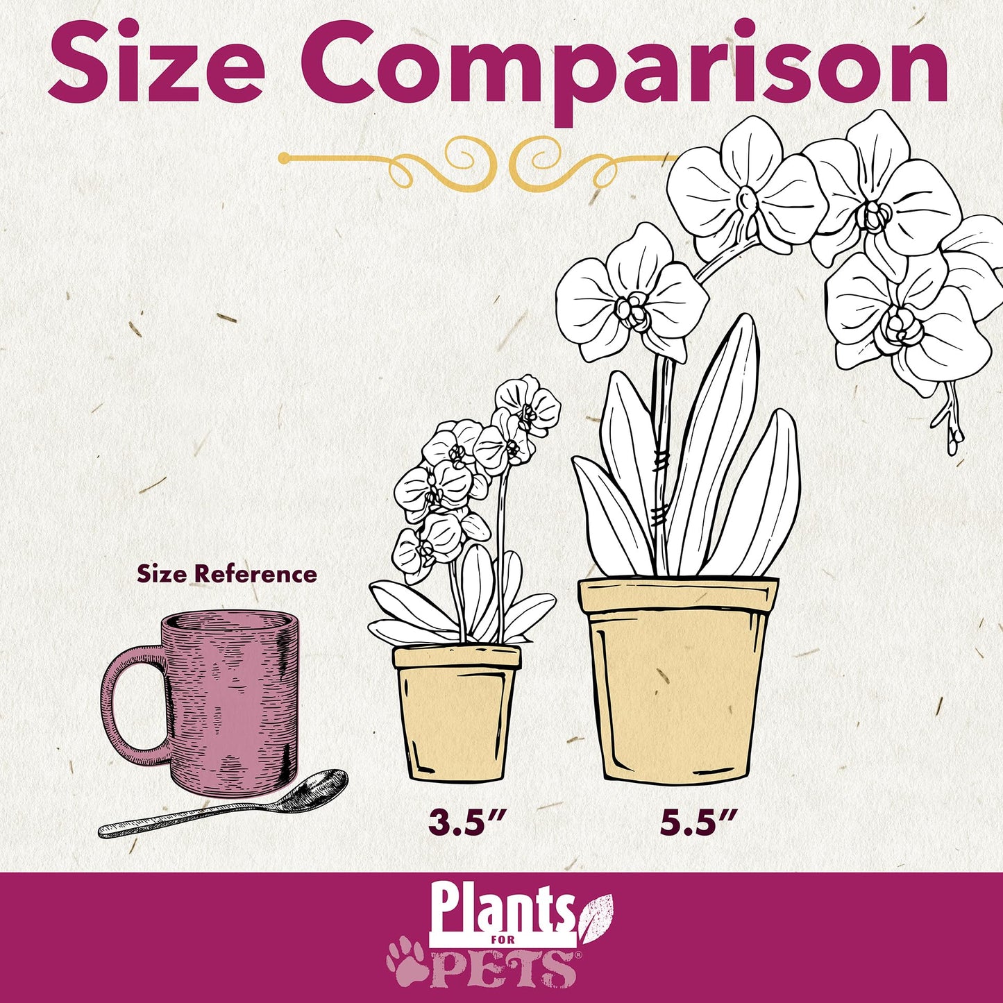 White Phalaenopsis Live Orchid Plant & White Orchid Pot, 20-24" Live Plant Gift, Fresh Orchids Plants Live House Plants, Live Plants Indoor Plants Live Houseplants Plant Lover Gift by Plants for Pets