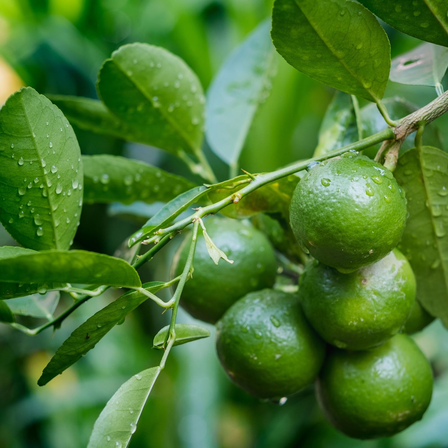 1 Live Citrus Plant, 1 to 2 ft Tall, 1 Gallon Pot, Fragant Smell with Blooming Flowers or Fruits - Cannot Ship to CA, TX, AZ, LA, HI (Key Lime)