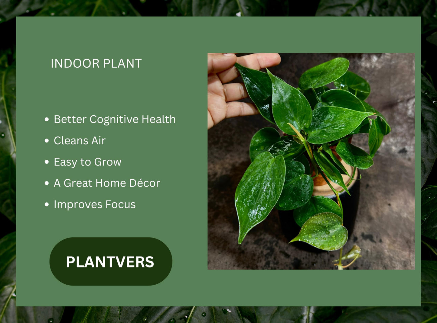 PLANTVERS Heart Leaf Jade Philodendron in a 4" Nursery Pot - Philodendron Hederaceum - Vining Houseplant - Low-Light Indoor Plant - Easy Care Air-Purifying Plant