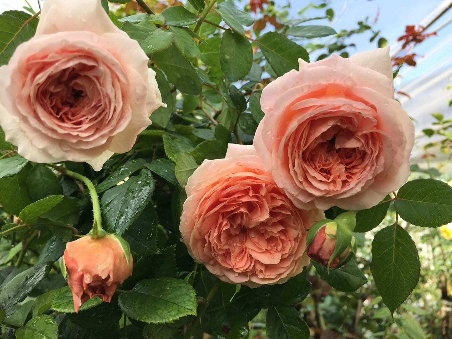 Pinky Apricot Orange Honey Rose Bush Plant Live Shrub, Climbing Rose Fragrant Rose Bushes Plant Live, Roses for Planting, Starter Size, 4 to 10 Inc Tall