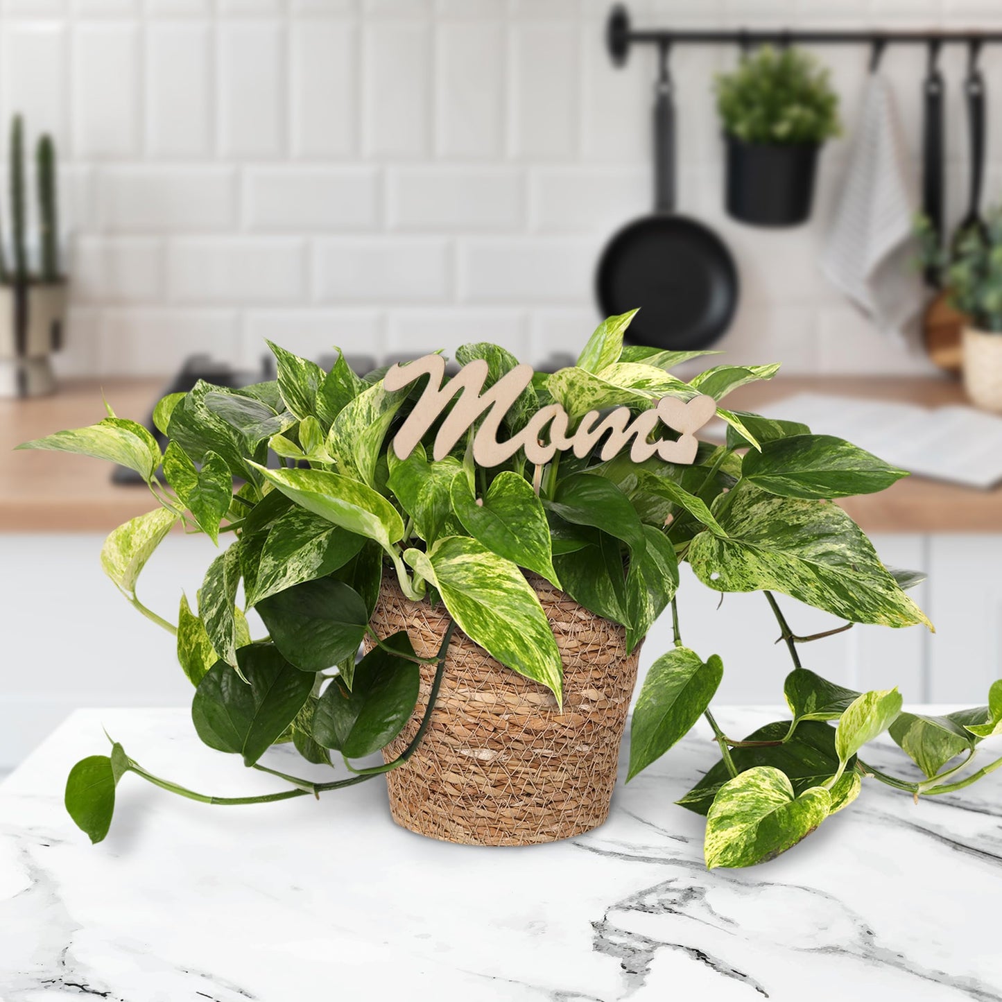 Green Circle Growers 5" Pothos in a Seagrass Pot with Mom Pick, Live Indoor Plant, House Plant