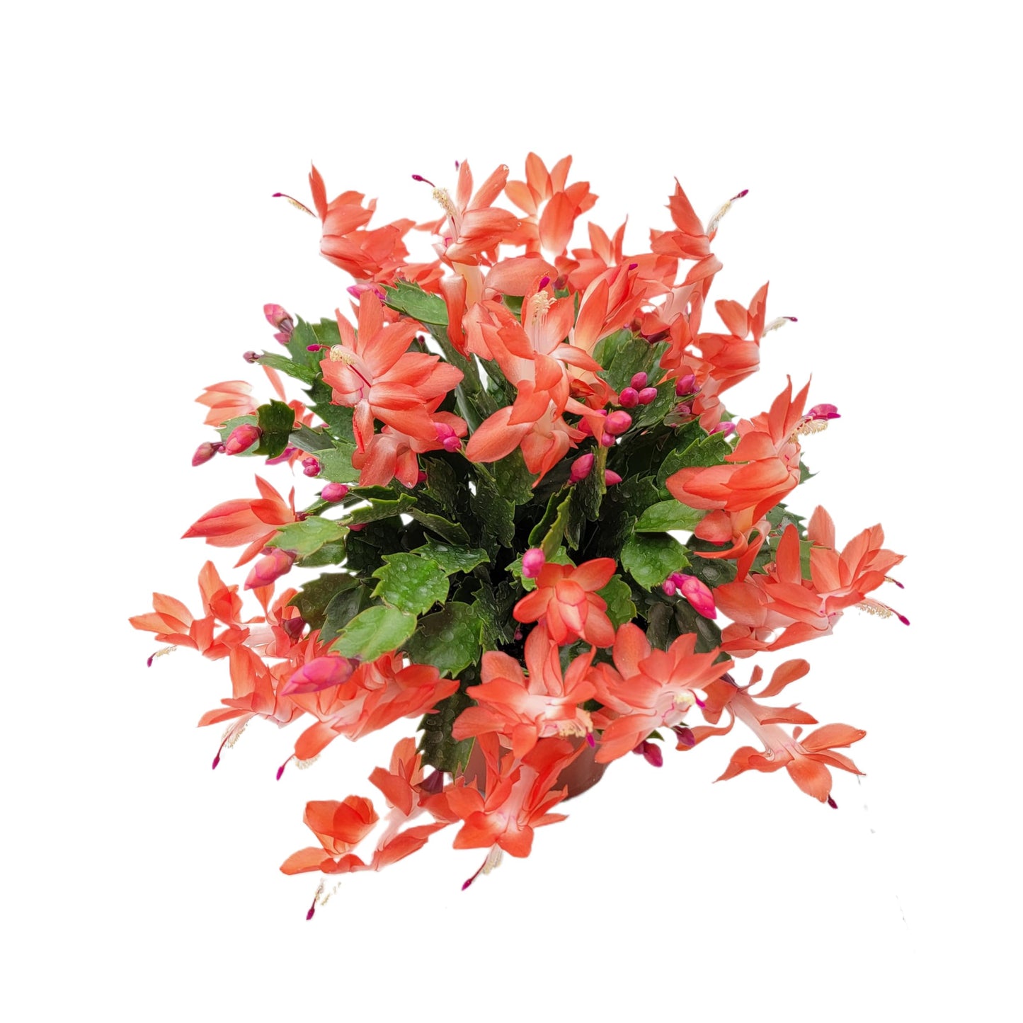 Wonderland Flora Thanksgiving Cactus, Live Indoor Plant, Flowering Houseplant, Orange Seasonal Blooms, 4-Inch Pot, Pet Safe Holiday Decor, Free Heat Pack