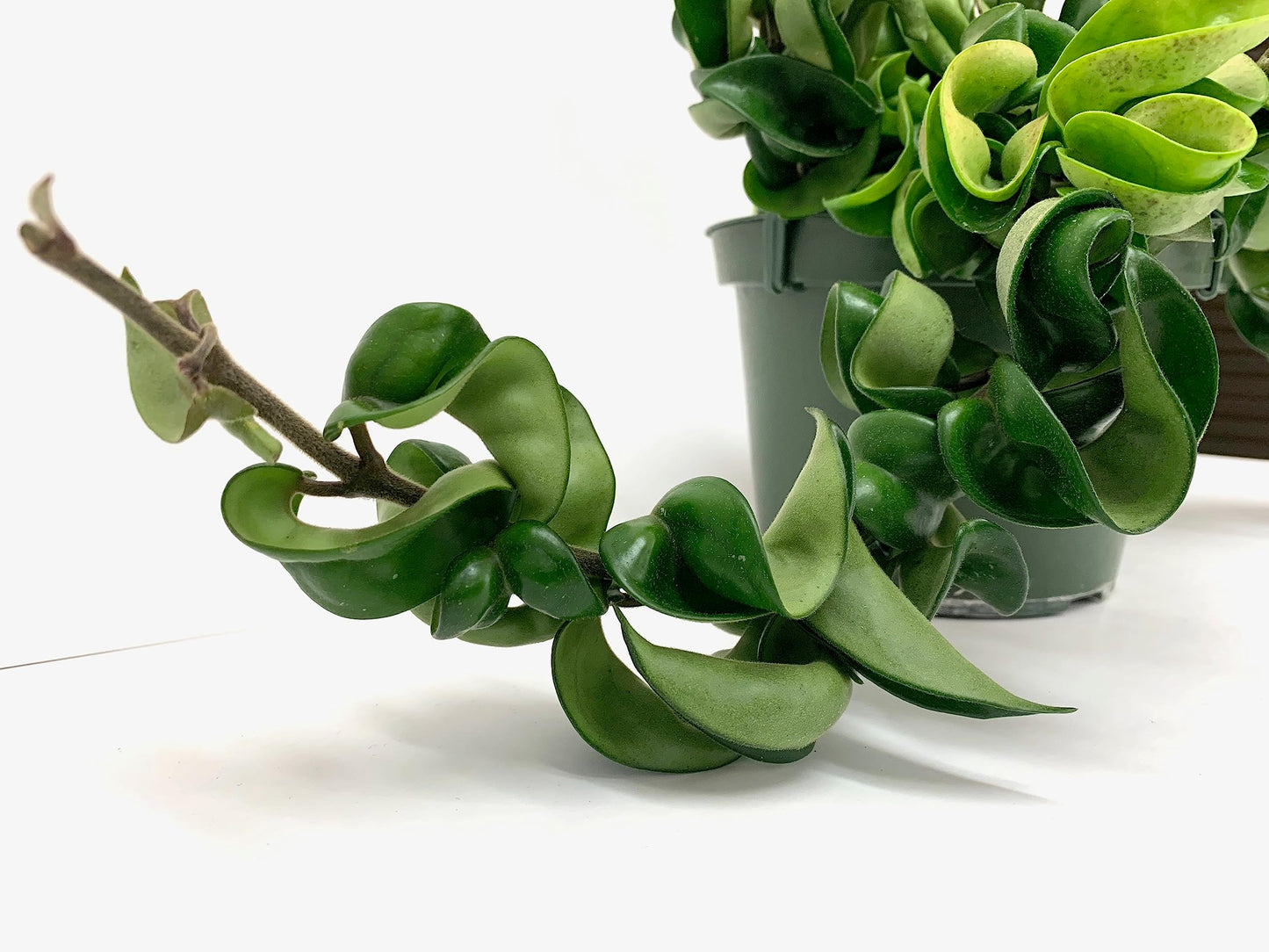 Hoya Compacta aka Hoya Hindu Rope Available in 2", 4", and 6" Pot Live Hoya Plant Air-Purifying Plant (Hoya Compacta, 4" Pot with 2 Plants, Very Short Right Now)