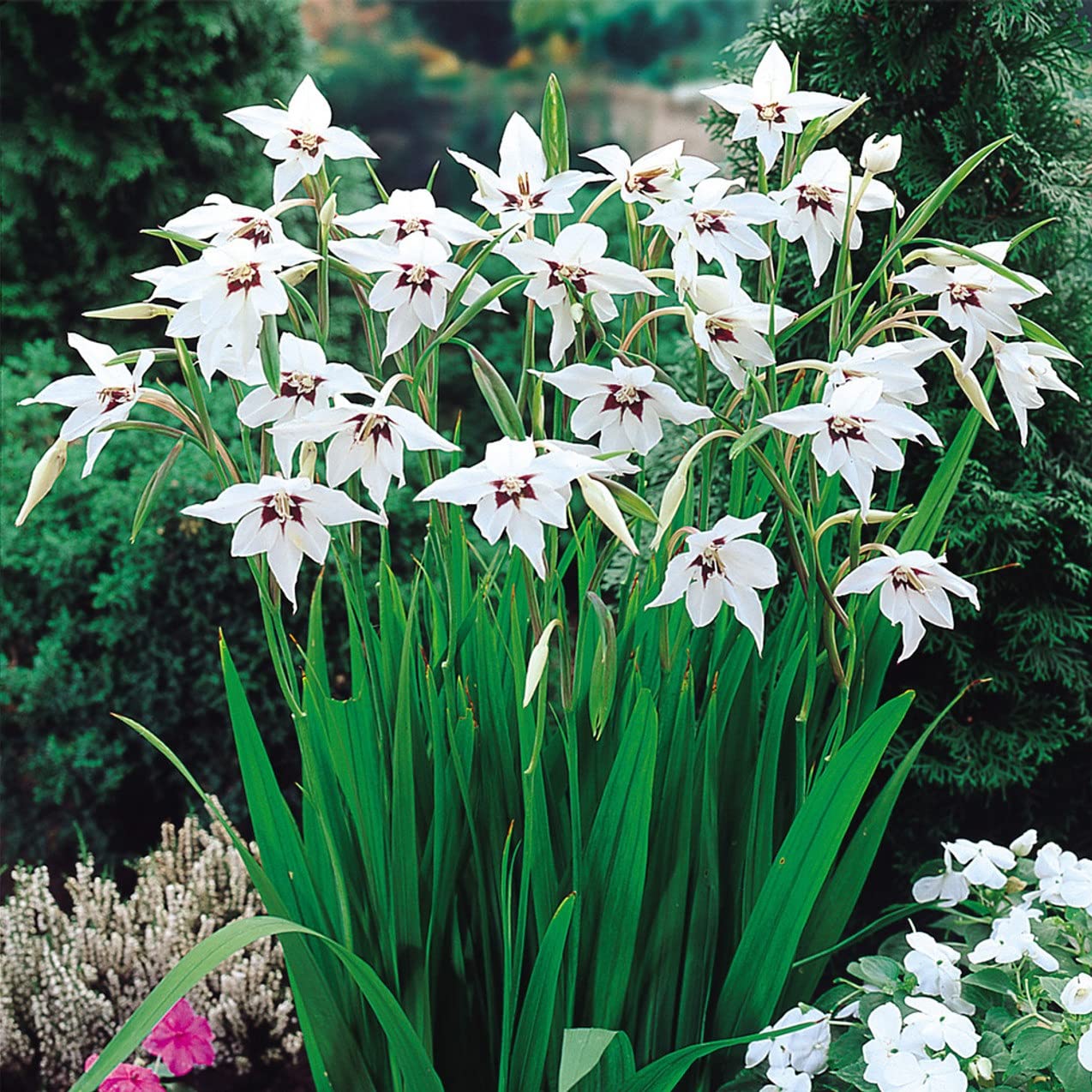Votaniki Acidanthera Murielae Bulbs - Versatility, Fragrant Blooms, Perennial Peacock Orchid Flower Bulbs for Planting | Low Maintenance Garden Flowers (100 Pack)