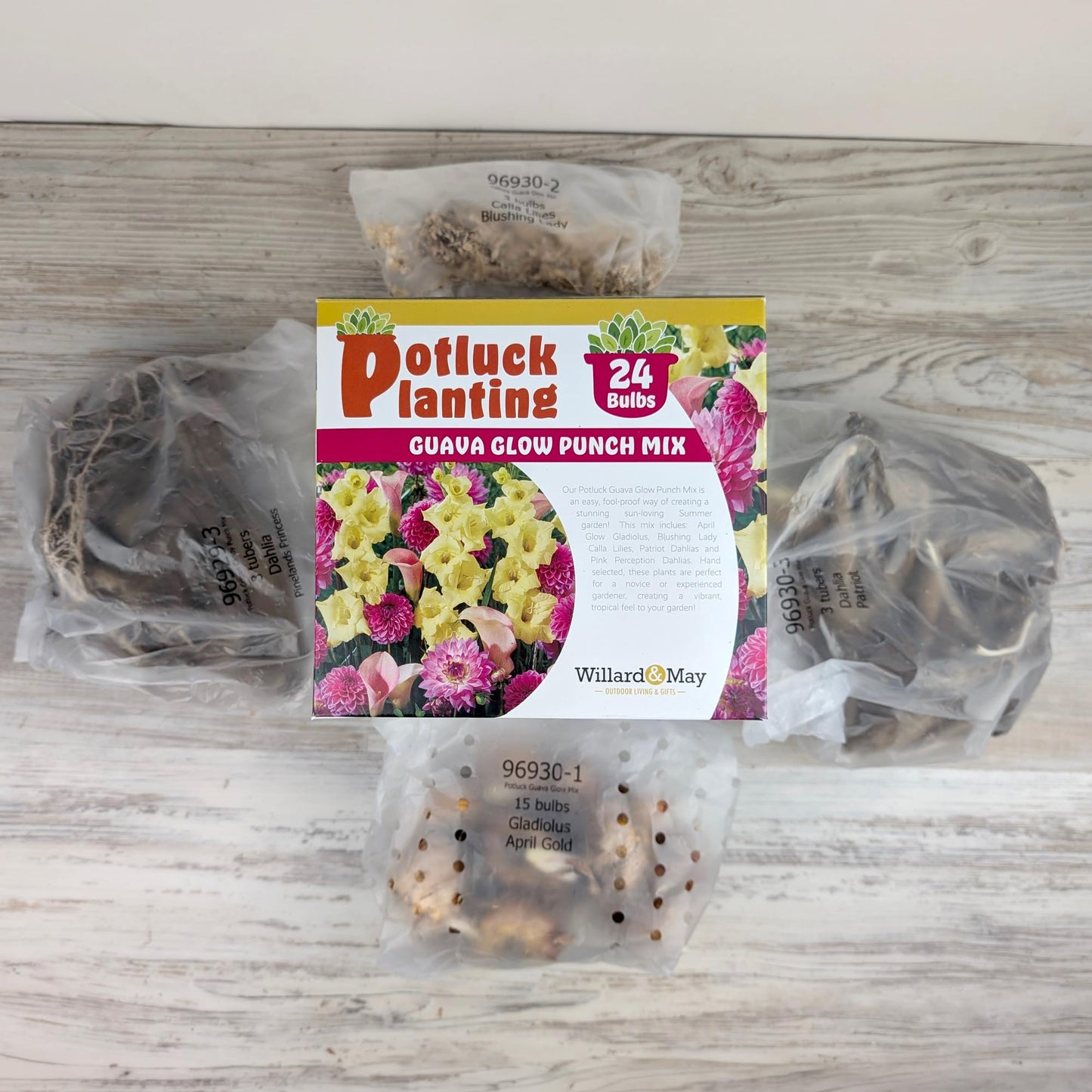 24 Easy-to-Plant Bulbs – Dahlias, Lilies, Gladiolus – Guava Glow Punch Flower Bulb Mix - Vibrant Colors & Fragrance – Summer Blooming Garden Gift Set
