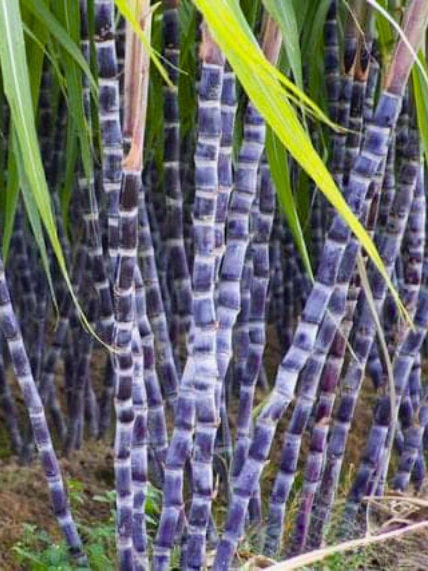 20 Black Purple Sugar Cane Plants Live Cuttings, 1-3 Nodes Ready to Plant, Outdoor Growing Sweet, Fresh Sugar Cane, Fast-Growing