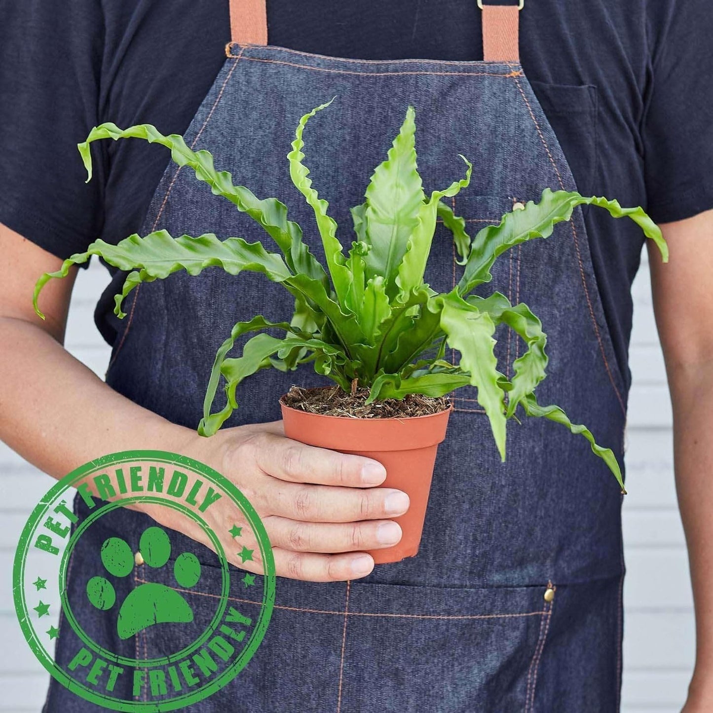 Birds Nest Victoria Fern | Live Plant for Indoor & Outdoor | for Living Room, Office, Bathroom | (6" Pot)