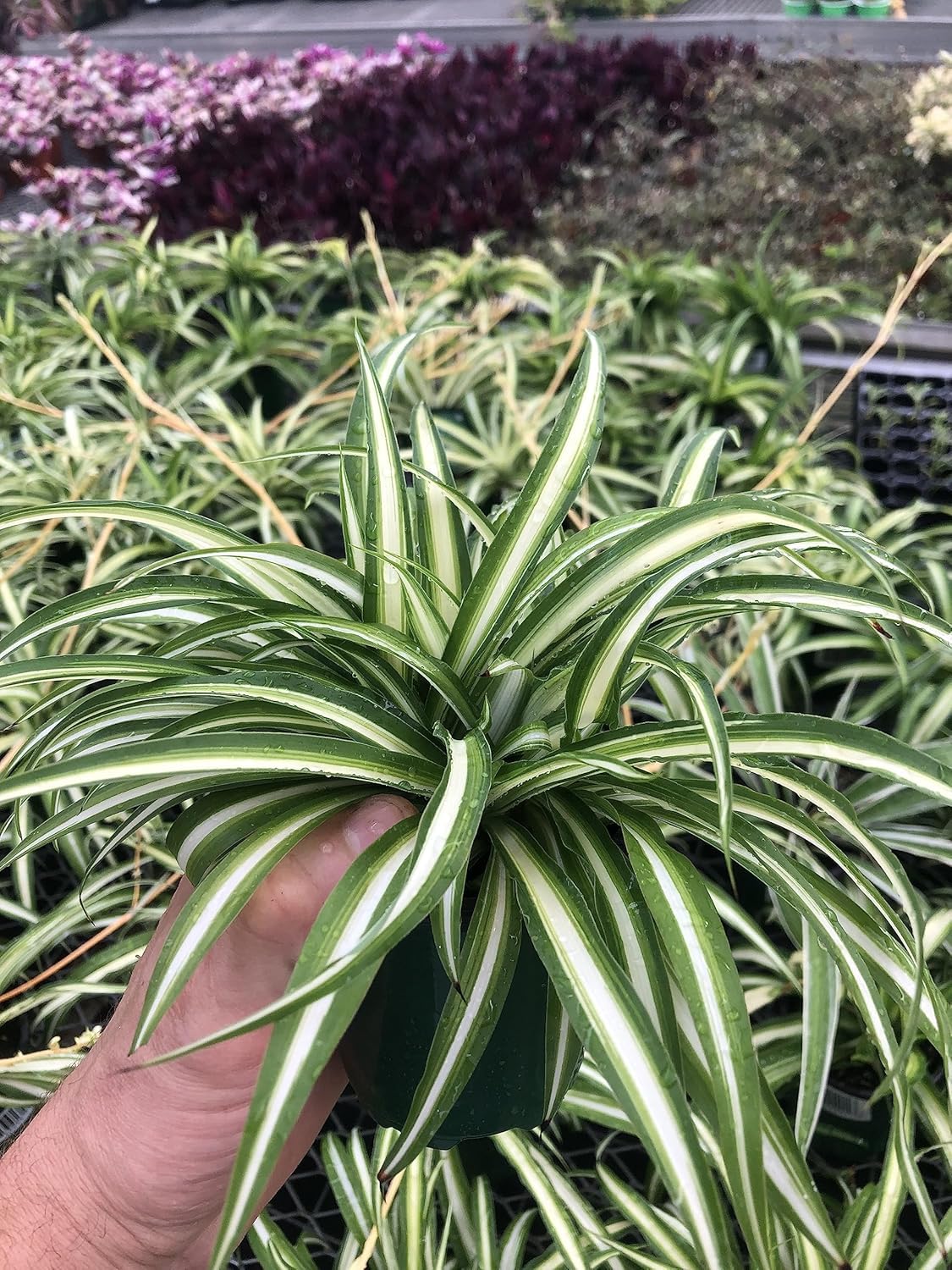 Spider Plant Live Houseplant ~ Reverse Variegated ~ Large Healthy Plant Ready for Home or Office ~ Air Purifying, Low Maintenance, Green and White Foliage, Indoor and Office Decor
