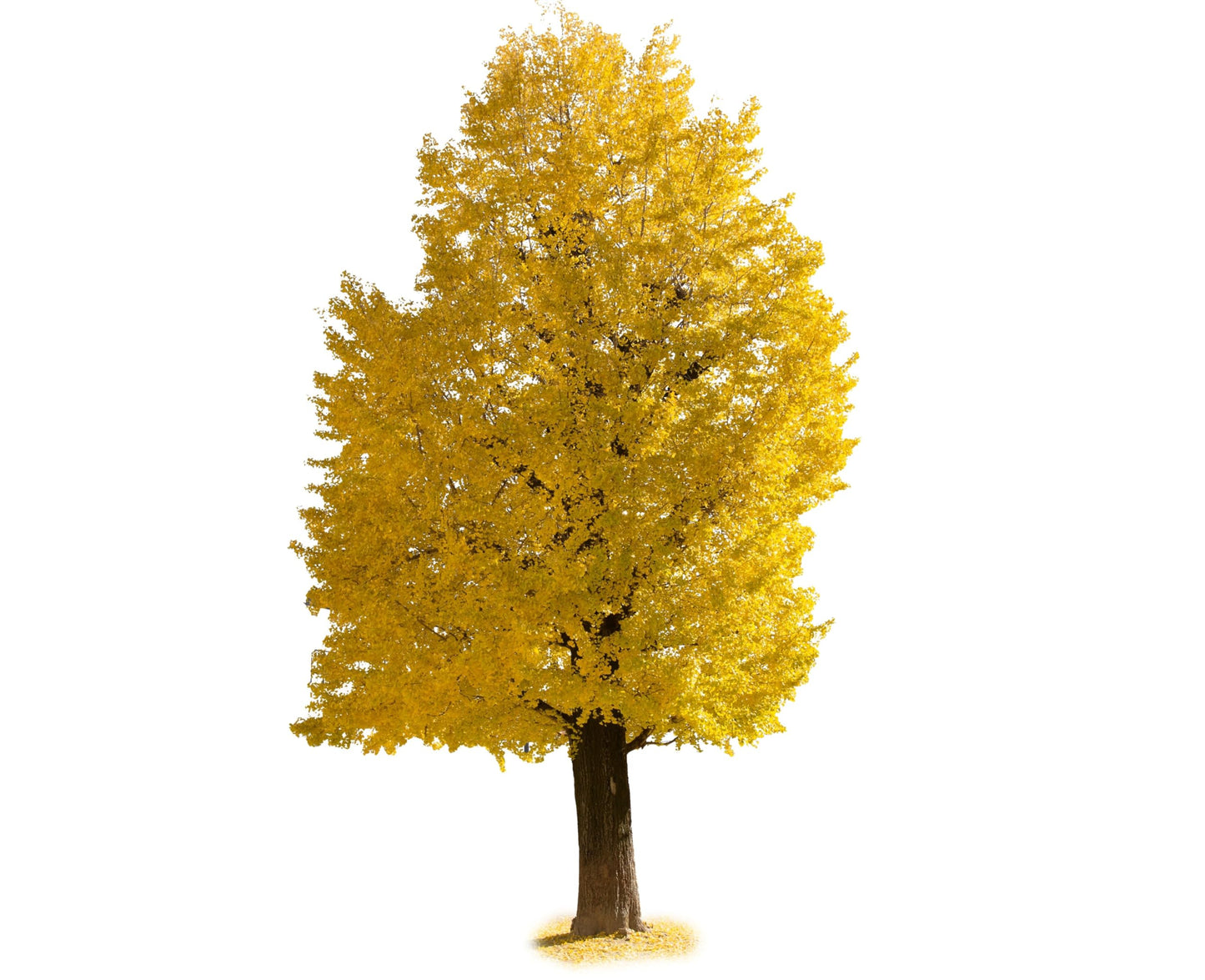 Ginkgo Tree (Ginkgo biloba) Live Tree | Ancient Hardy Shade Tree with Fan-Shaped Leaves | Brilliant Golden Fall Color (2 Trees)