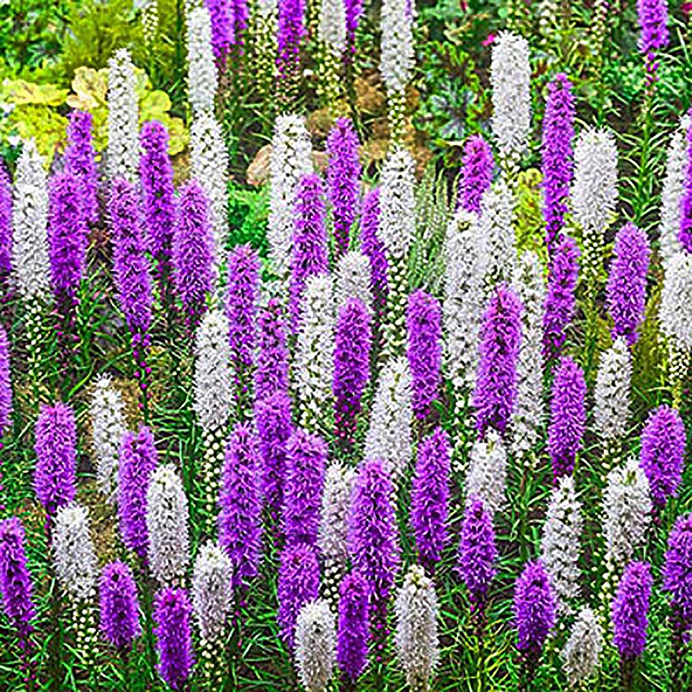 White Liatris Spicata - 5 Bulbs, Blazing Star Plant, Elegant Perennial Liatris, Ideal for Garden Beds & Borders, Easy to Grow, Stunning Vertical White Flowers for Landscapes - Largest Size Corms