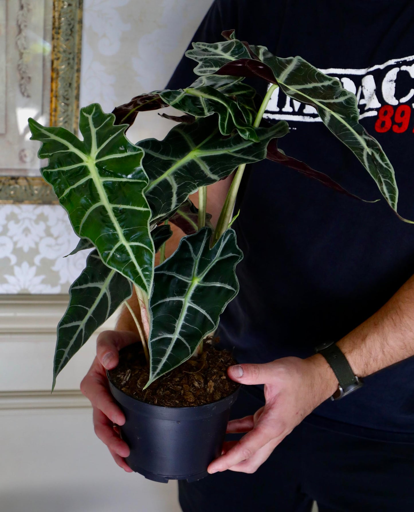 PLANTVERS Alocasia Polly Plant in a 4INCH Nursery Pot - Tropical Air Purifying Indoor Plants - Low Light Indoor Plant - Easy Care Houseplants