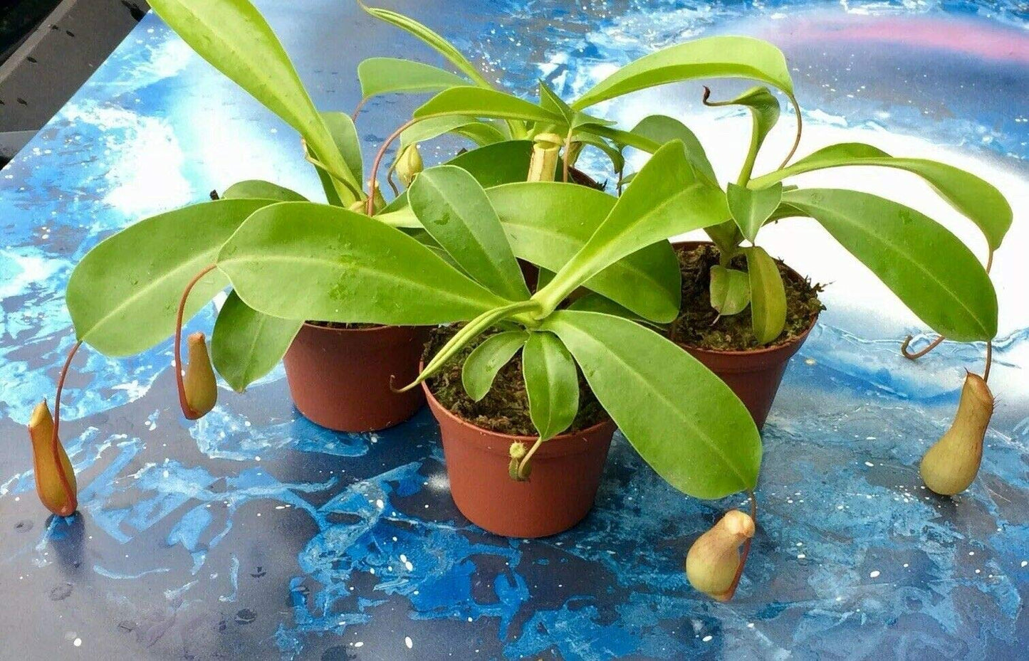 Live Carnivorous Pitcher Plant Nepenthes Alata - 3" Potted