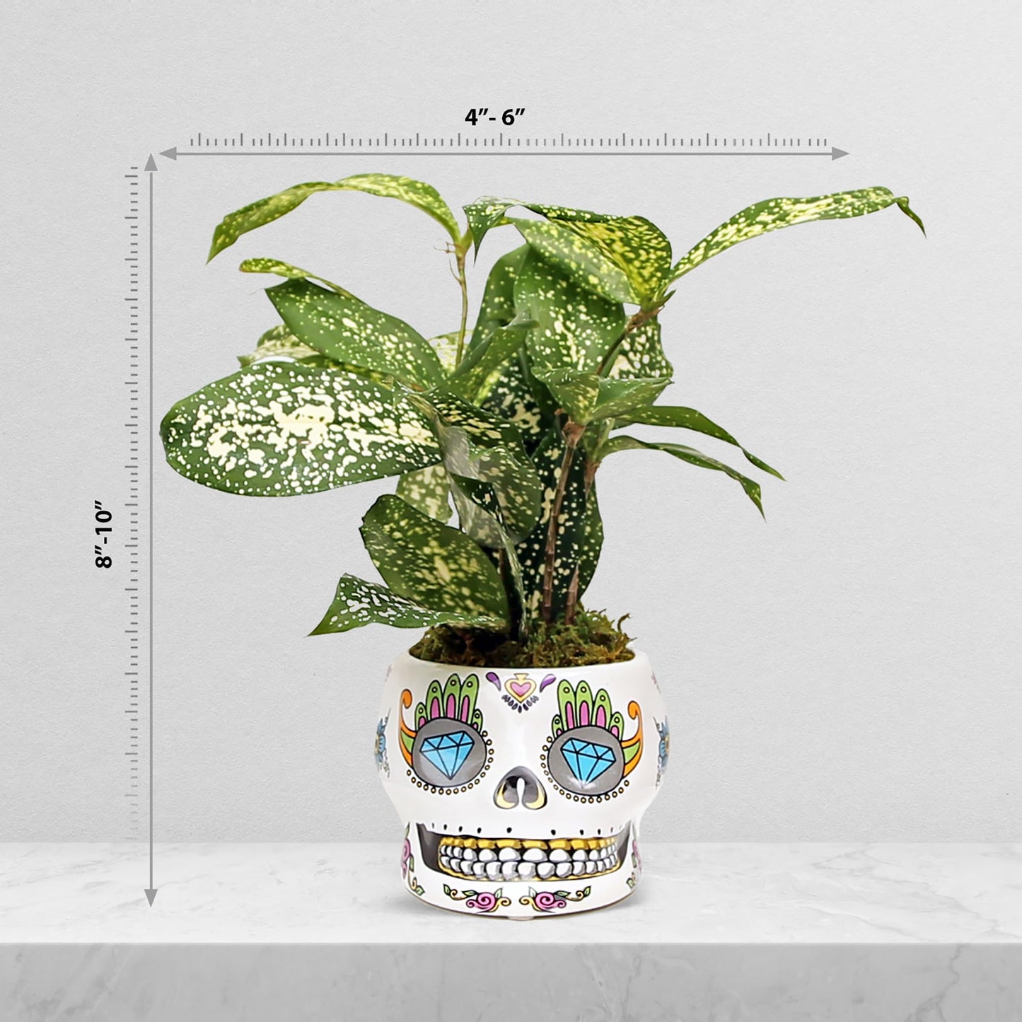 Live Florida Beauty Golddust Spoted-Leaf Dracaena Surculosa, Variegated Tropical Houseplant, Office Gift, Plant Lover Gift, Gardening Gift, Best Friend Gift in 4" Ceramic Skull