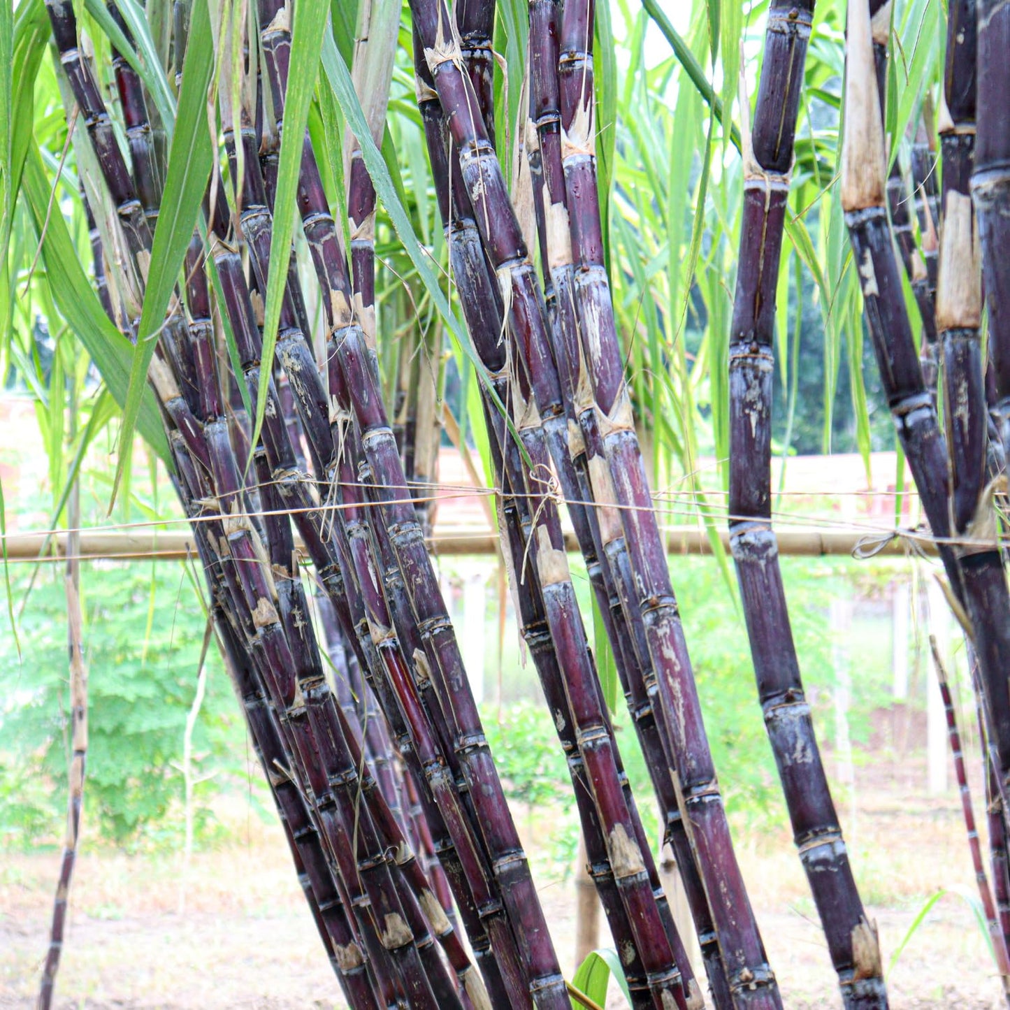 30 Purple Sugarcane Cuttings, Fresh Sugar Cane Stalk Cuttings with 2-3 Nodes for Planting, Fast Growing Tropical Garden Plant, No Ship to CA