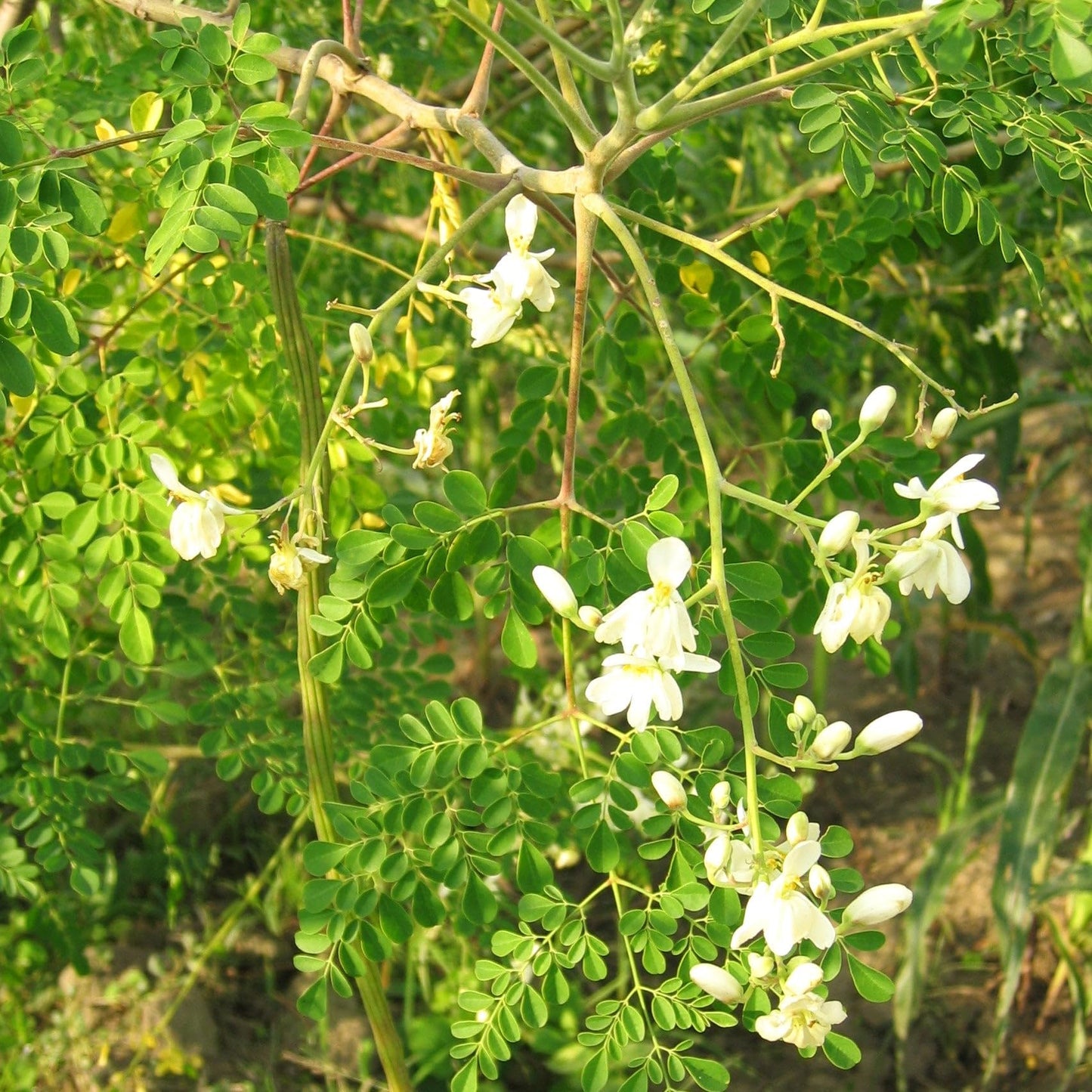 TomorrowSeeds - Moringa (Drumstrick Tree) Seeds - 30+ Count - For 2026 Planting Moringa Oleifera Drumstick Horseradish Edible Pods Flowers Malunggay Indian Perennial Tree Grow Your Own Home Farm Patio