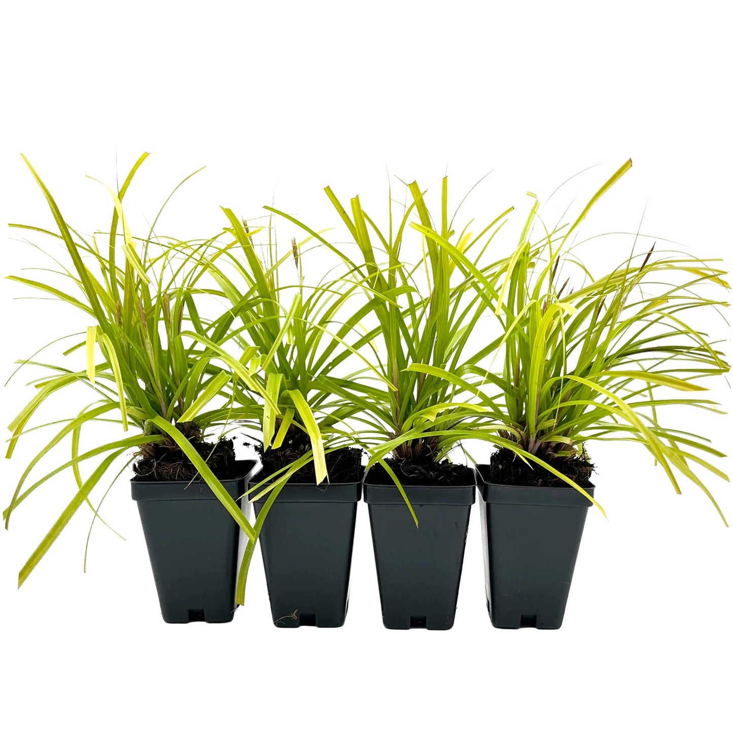 4 Everillo Sedge Grass – Evergreen Clumping Ornamental Grass with Arching Golden Foliage for Shade, Borders & Containers (Carex oshimensis ‘Everillo’) in 3.5″ Cubes, Live Plants