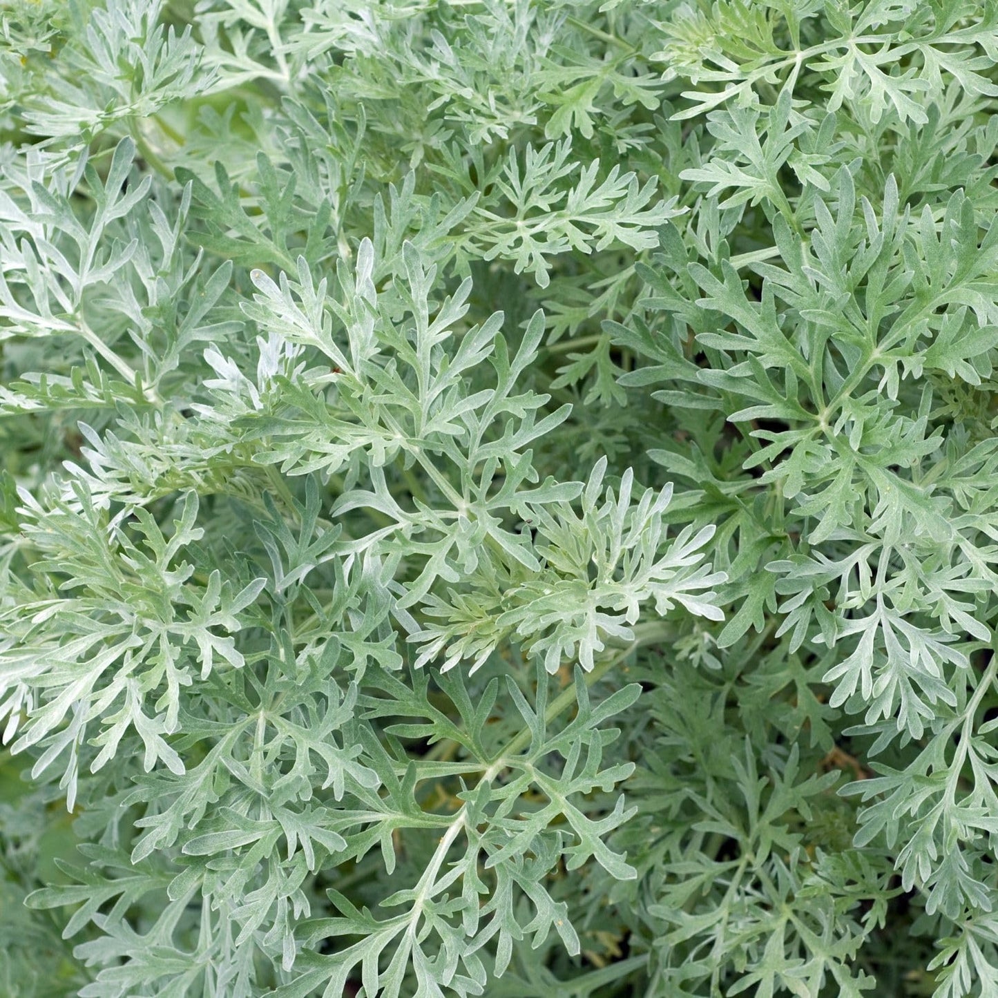 Clovers Garden Artemisia Silver Mound Plants – Two (2) Live Plants – Non-GMO - Not Seeds - Each 4" to 8" Tall – in 4" Inch Pots – Perfect Edging Plant, Tolerates Drought
