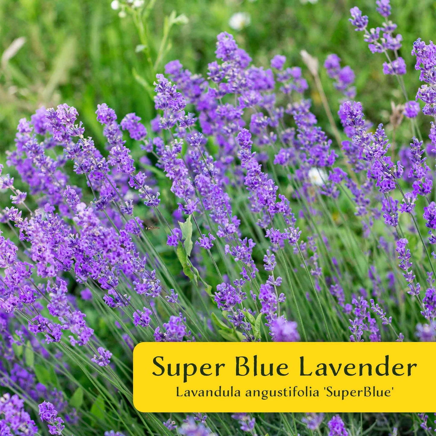 2 Super Blue Lavender Plants (Lavandula angustifolia 'SuperBlue') | Live Evergreen Herb with Fragrant Purple-Blue Blooms | Fast-Growing Perennial for Pollinators & Landscaping in 3.5" Cubes