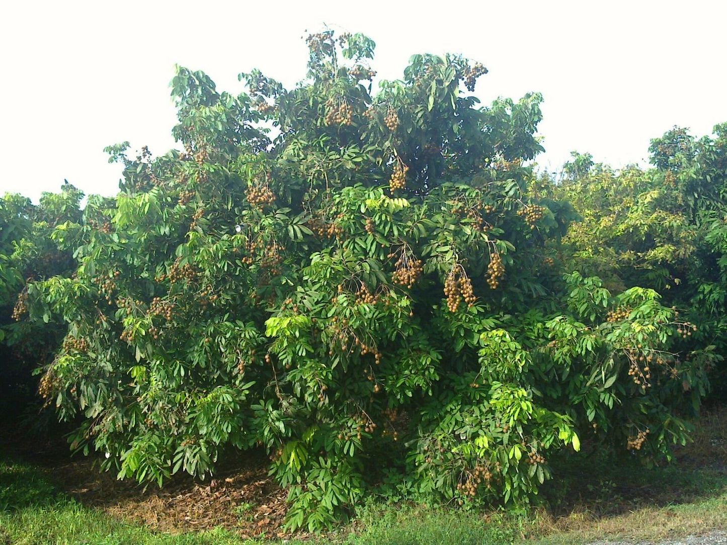 Longan Tree - Live Plant in a 10 Inch Growers Pot - Dimocarpus Longan - Tropical Fruit Trees for The Patio and Garden