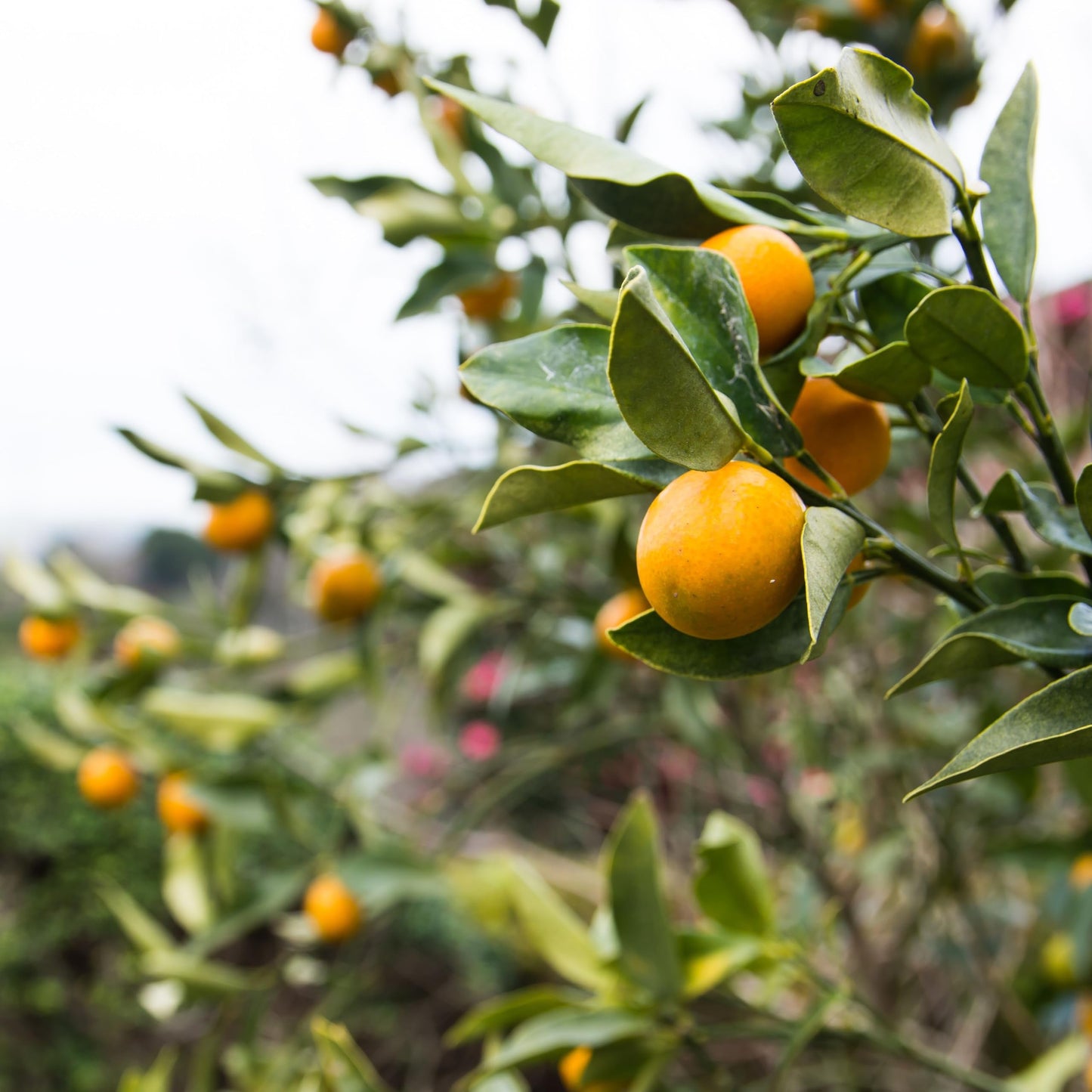 1 Live Citrus Plant, 16 to 24 inches Tall, 1 Gallon Pot, Fragant Smell with Blooming Flowers or Fruits - Cannot Ship to CA, TX, AZ, LA, HI (Calamondin)