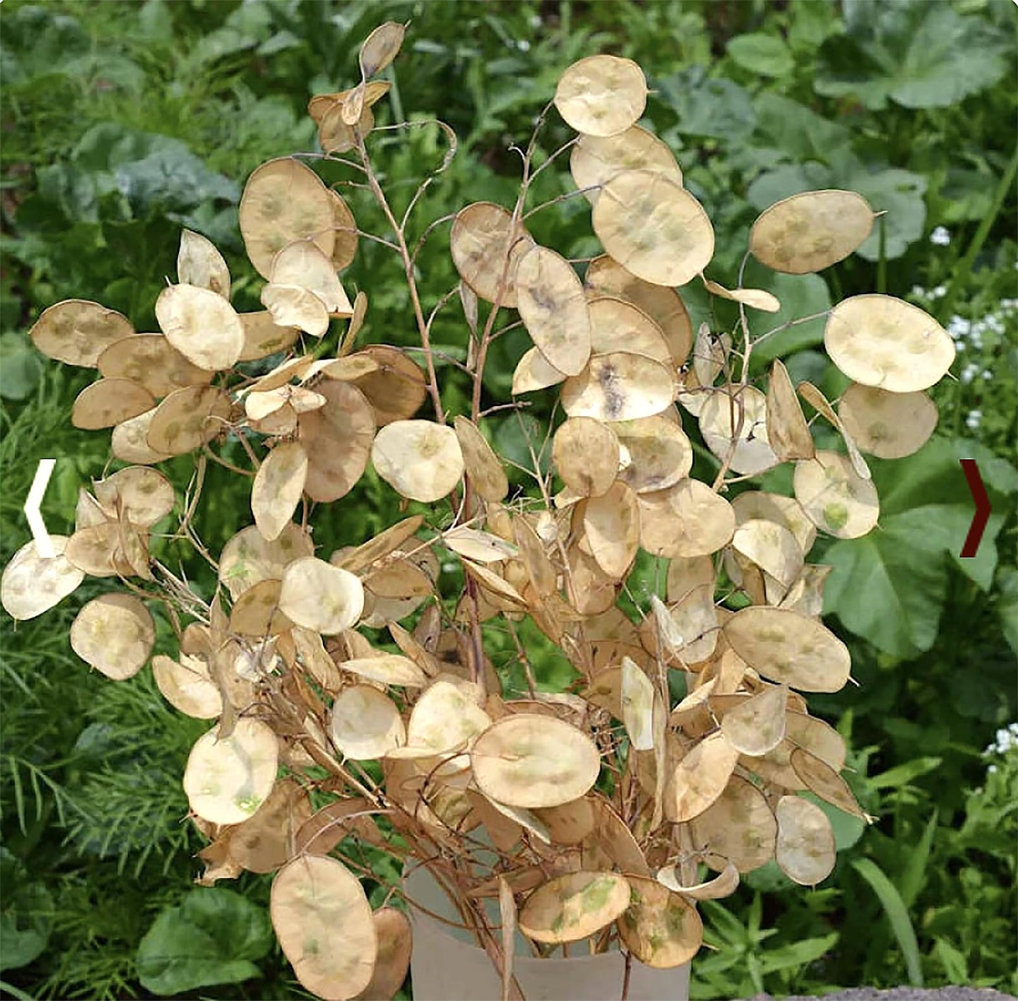 150 Seeds Lunaria - Money Plant Seeds - Marde Ross & Company