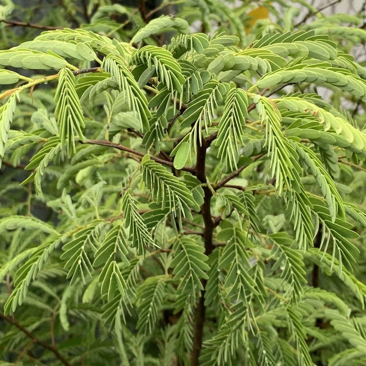 Live Plant - Sour Tamarind (tamarindus Indica) Live Fruit Tree 1-2 feet Tall