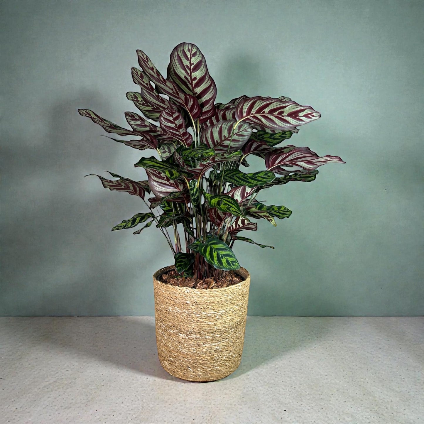 Andersen Farms Calathea Makoyana – 10 Inches Grower Pot – Peacock Plant – Live Air Purifying Indoor Plant with Patterned Green Leaves, Easy Care Tropical Home Décor