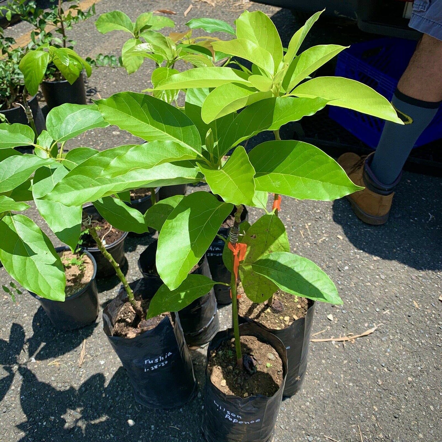 Grafted HASS Avocado Tree - Live Big Fruit Tree 12"-24" Tropical Plantae