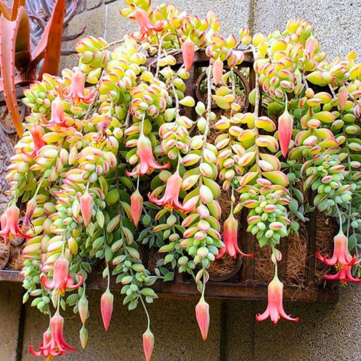 Cotyledon Pendens Succulent Live Plant, Trailing Succulent Plant Live Houseplant in 2 Inch Pot, Small Succulent Live Plant