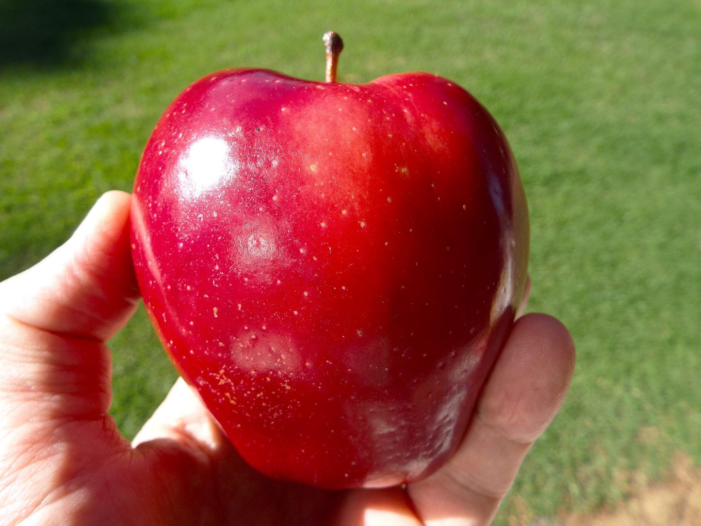 TomorrowSeeds - Red Delicious Apple Tree Seeds - 120+ Count - for 2026 Planting Malus Pumis Common Domestic American Pink Flowering Blossoms Perennial Fruit Trees Perennial Grow Your Own Home Farm