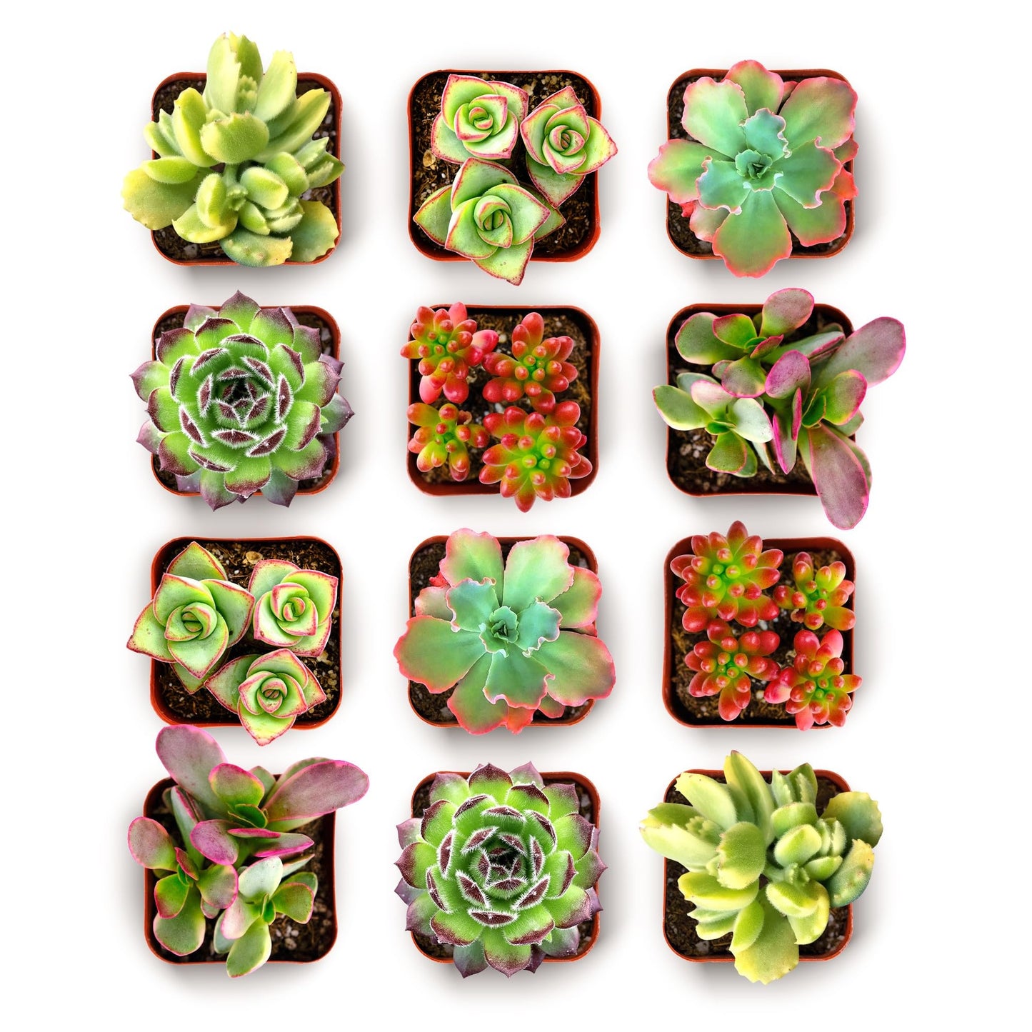 Shop Succulents Spring Beauties Bulk Succulent Plant Pack – Live Mini Succulent Plants, Bright Colorful Mix, Easy Care Houseplants – Gardening, Terrariums, Gifts & Party Favors, 2" Pots