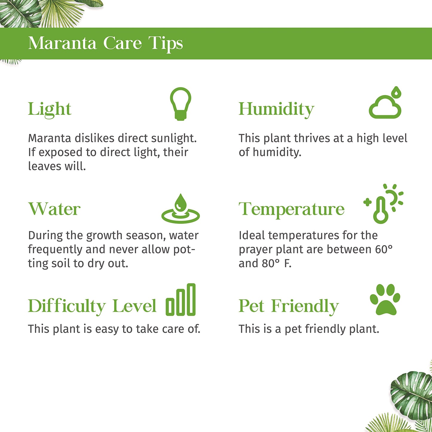 Maranta 'Red Prayer' Live Plant for Indoor | Different Houseplants in 4'' & 6'' Pot | Real House Plant for Living Room, Office, Desk & Bathroom | Prayer Plant