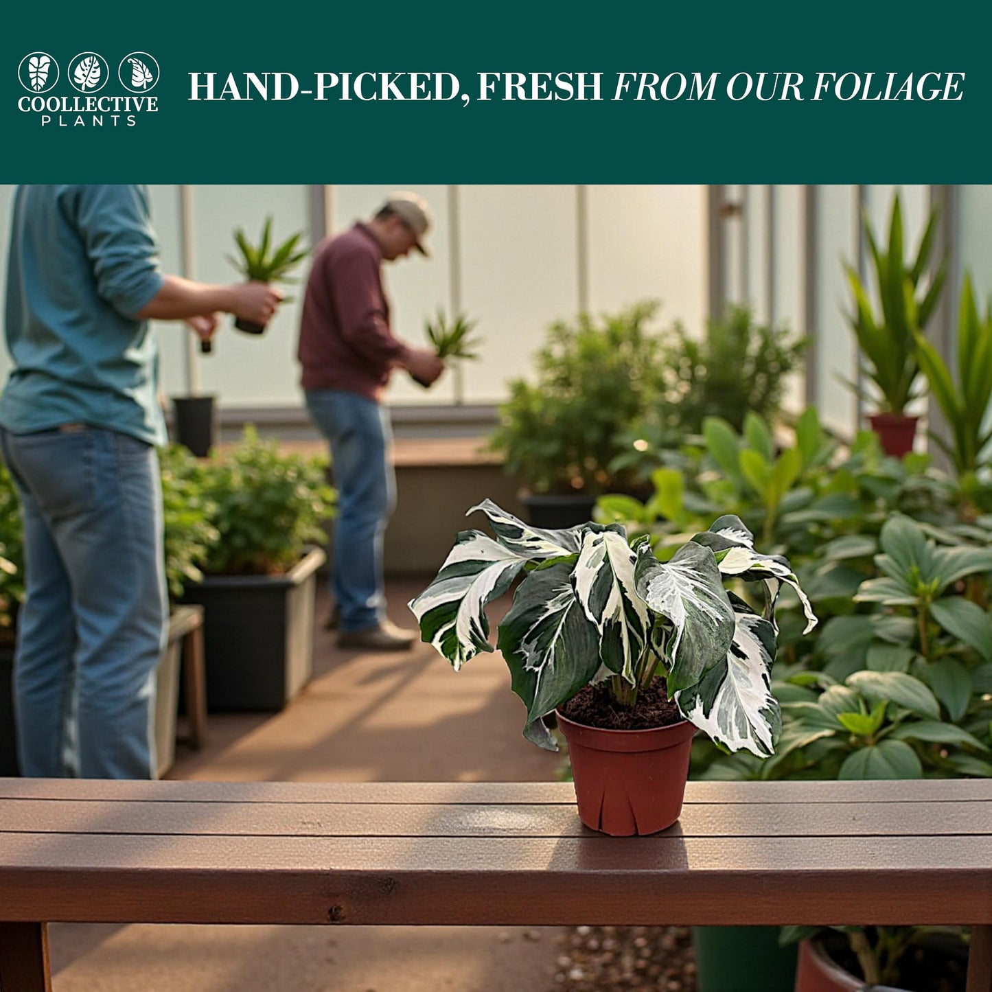 CoollectivePlants Calathea Stella Live Plant in 4" Growers Pot – Easy Care Indoor Tropical Houseplant, Low Maintenance Prayer Plant, Pet Safe Decorative Foliage Plant for Home or Office