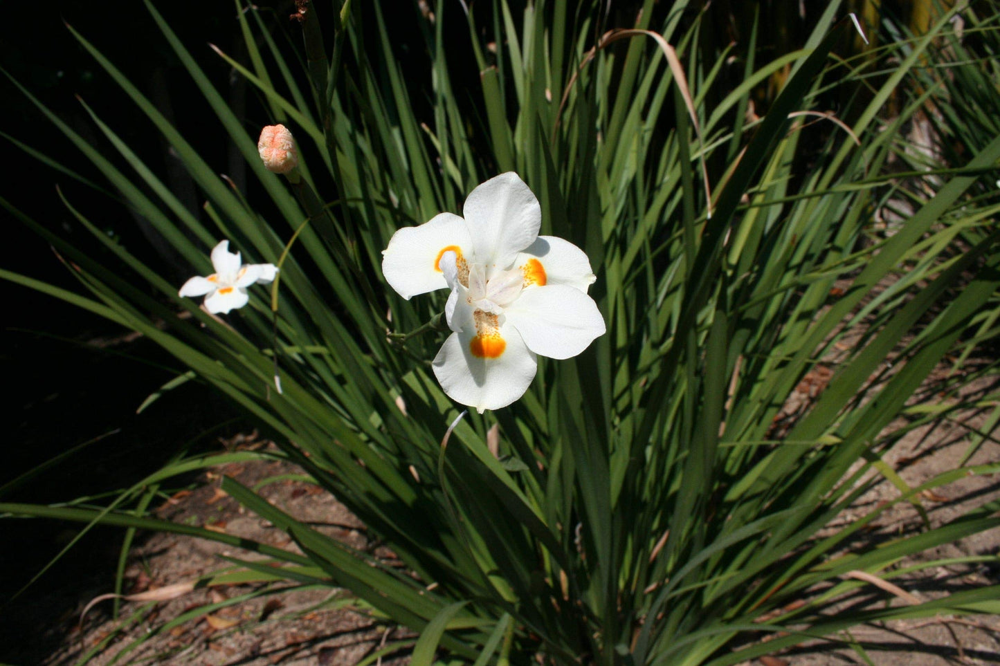 African Iris White - 10 Live Plants - Dietes Iridioides - Drought Tolerant Groundcover Grass