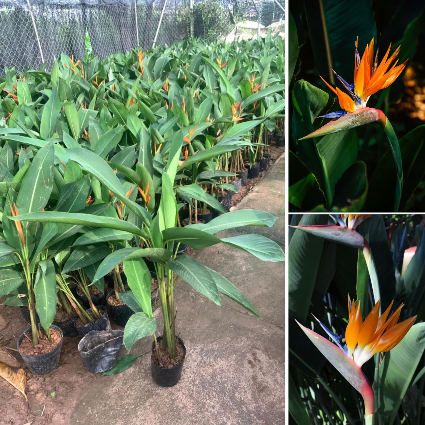Bird of Paradise Live Plant to Grow, 5 to 9 Inches Tall, Strelitzia Reginae Bird of Paradise, Tropical Outdoor Plant (Orange Bird of Paradise)