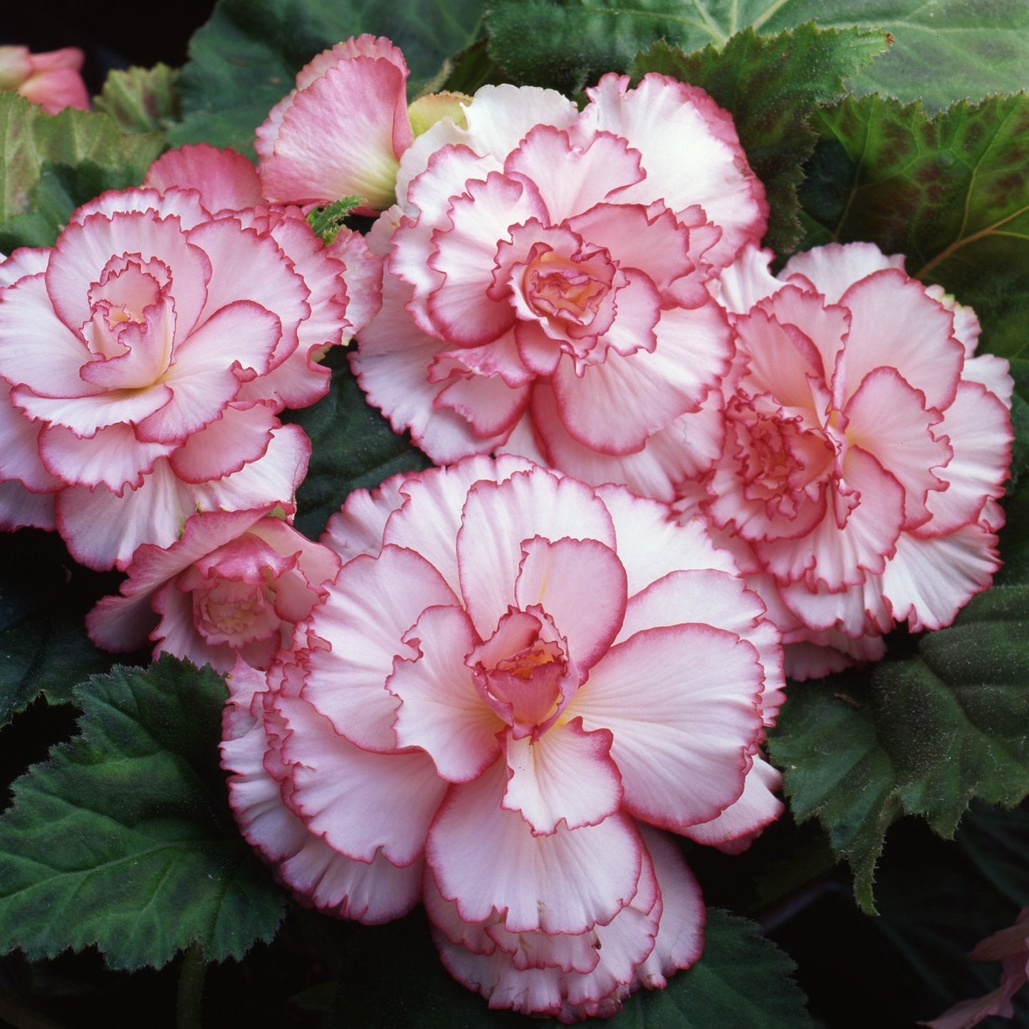 Easy to Grow Begonia Picotee White Pink 3 Bulbs - White & Pink Trim Flowers Bloom in Summer Shade Tropical Spring Planted